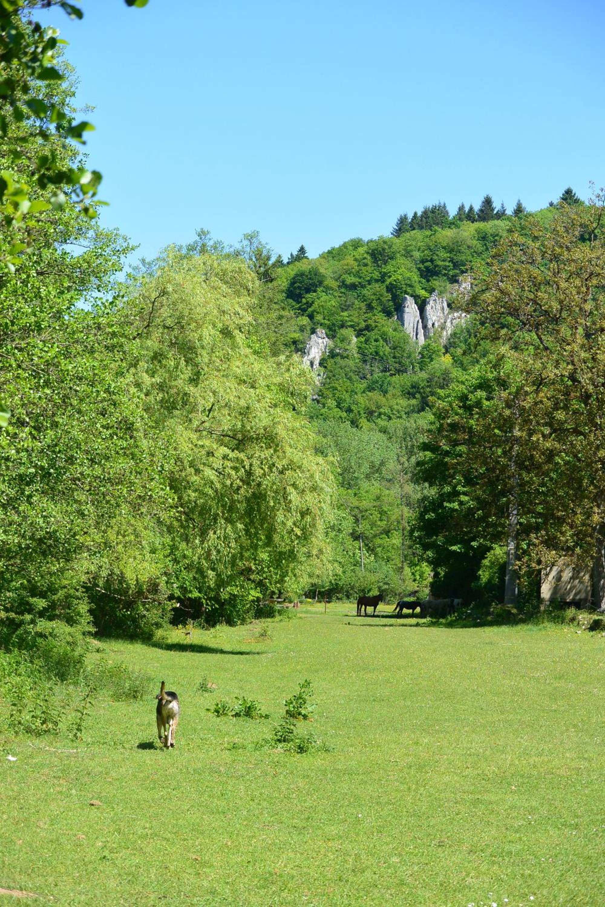 L'arche De Noé