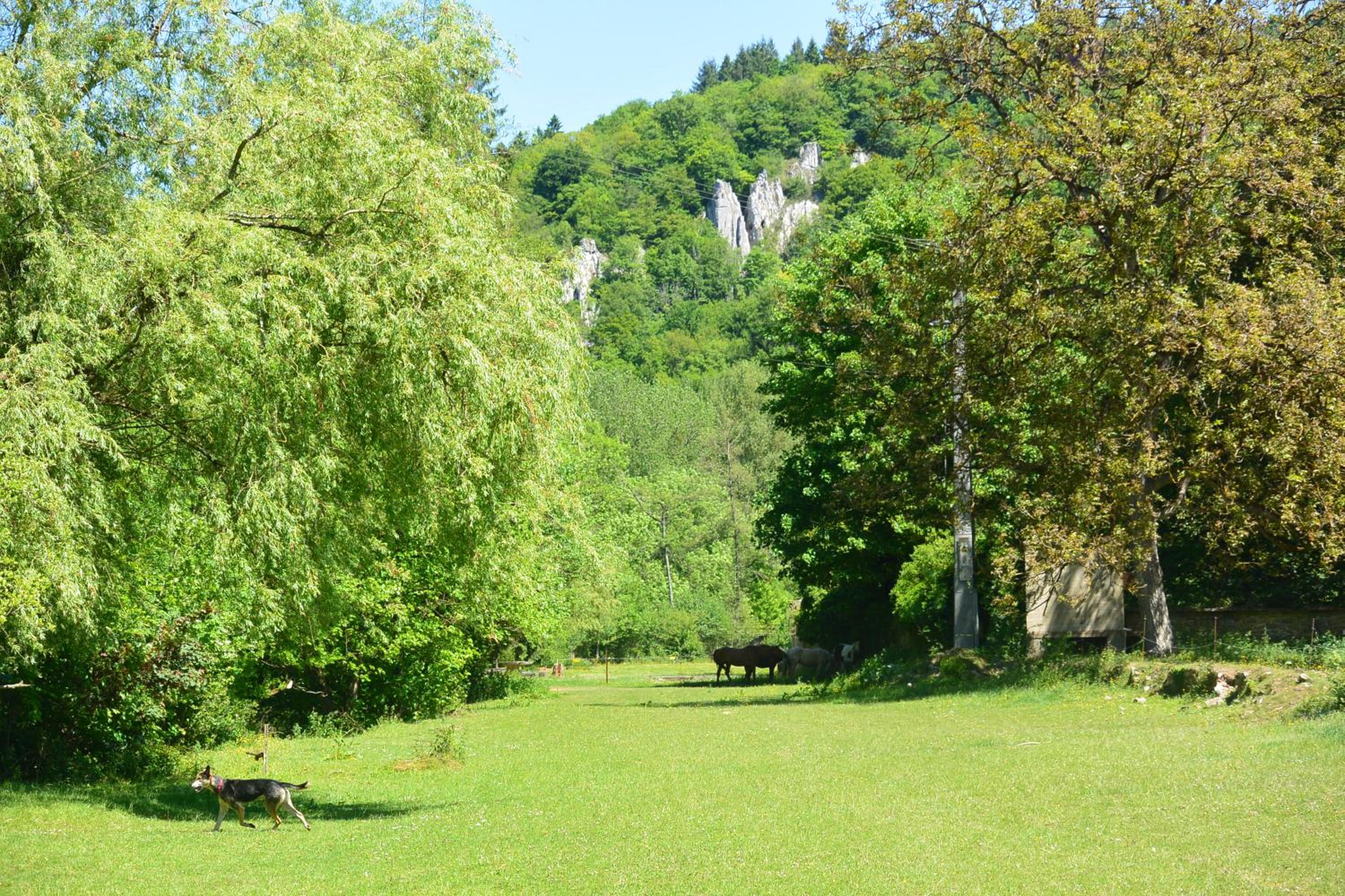 L'arche De Noé