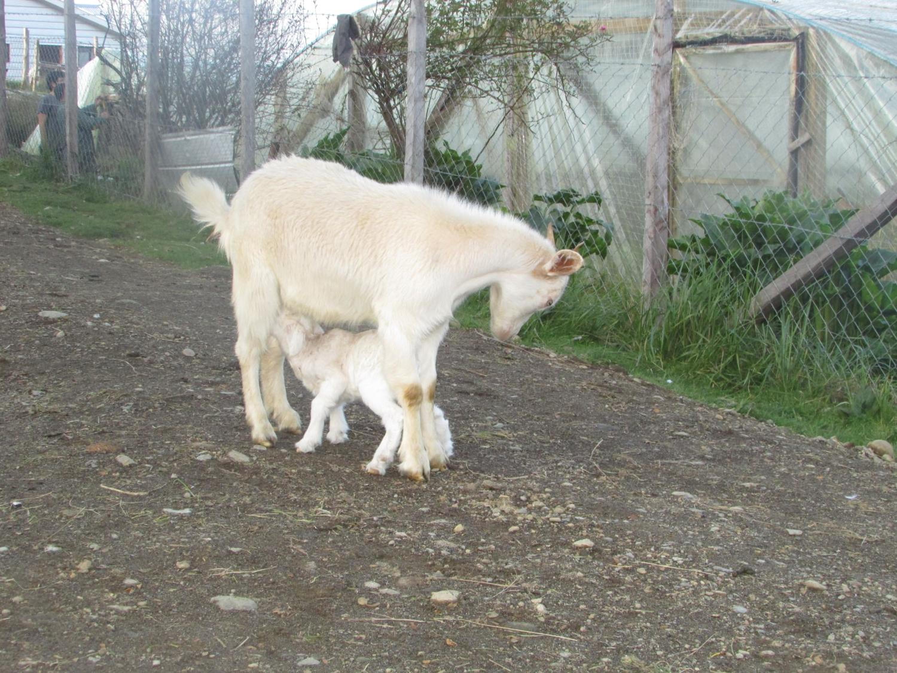 Agroturismo los Colihues