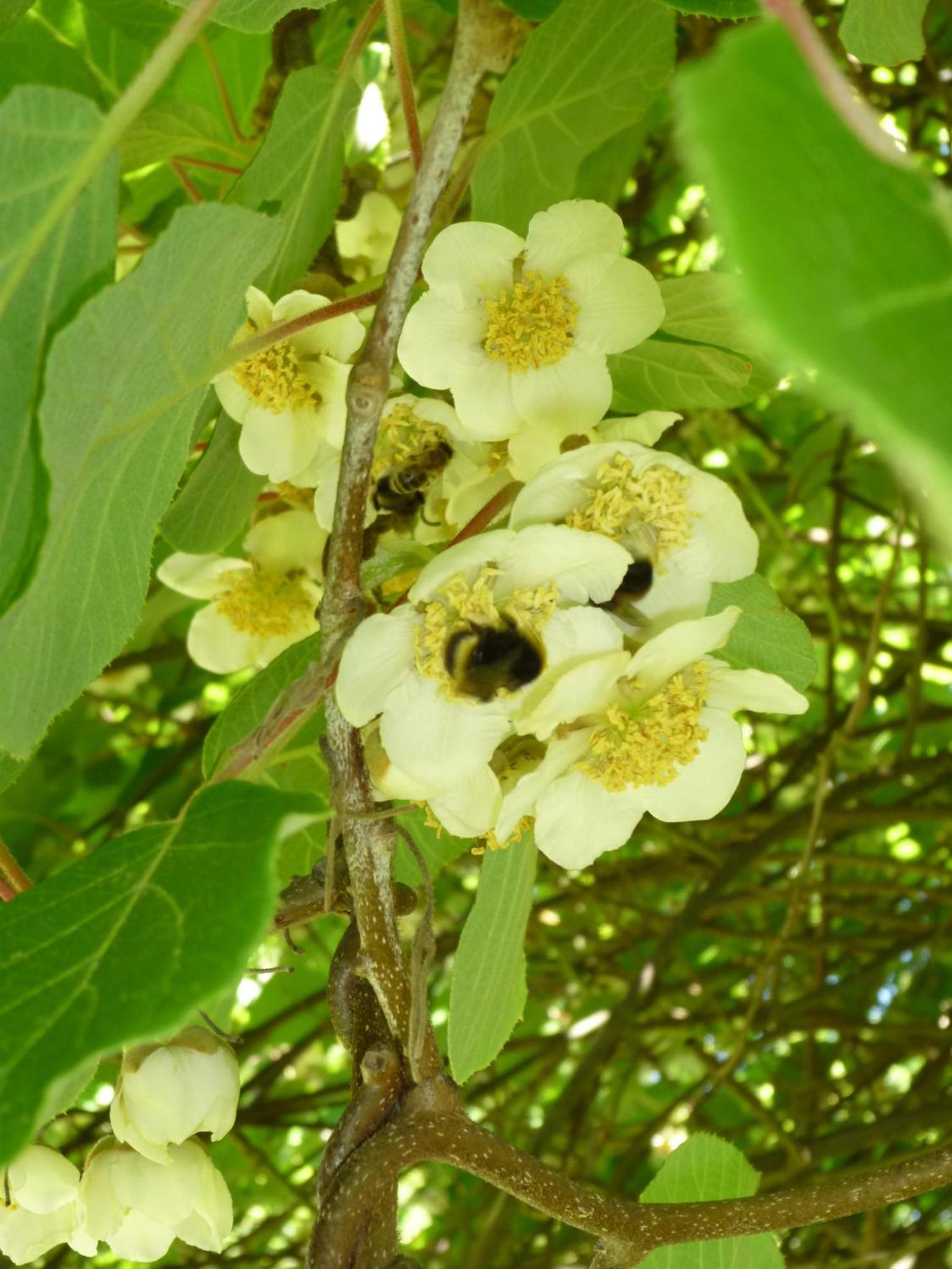 Photo 44