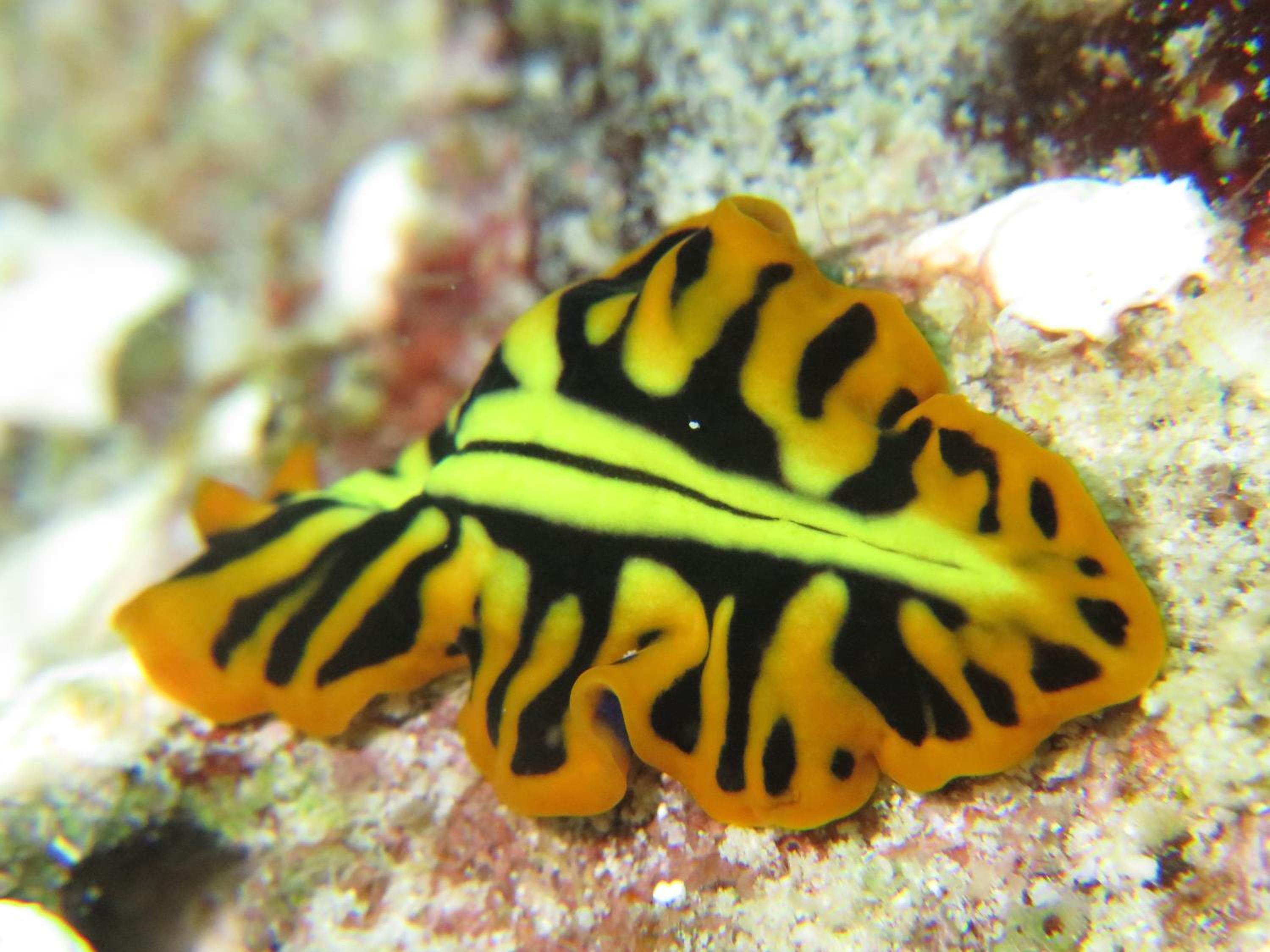 Gecko Nature Lodge Home of Swahili Divers the BEST dive center and Famous Gecko Restaurant