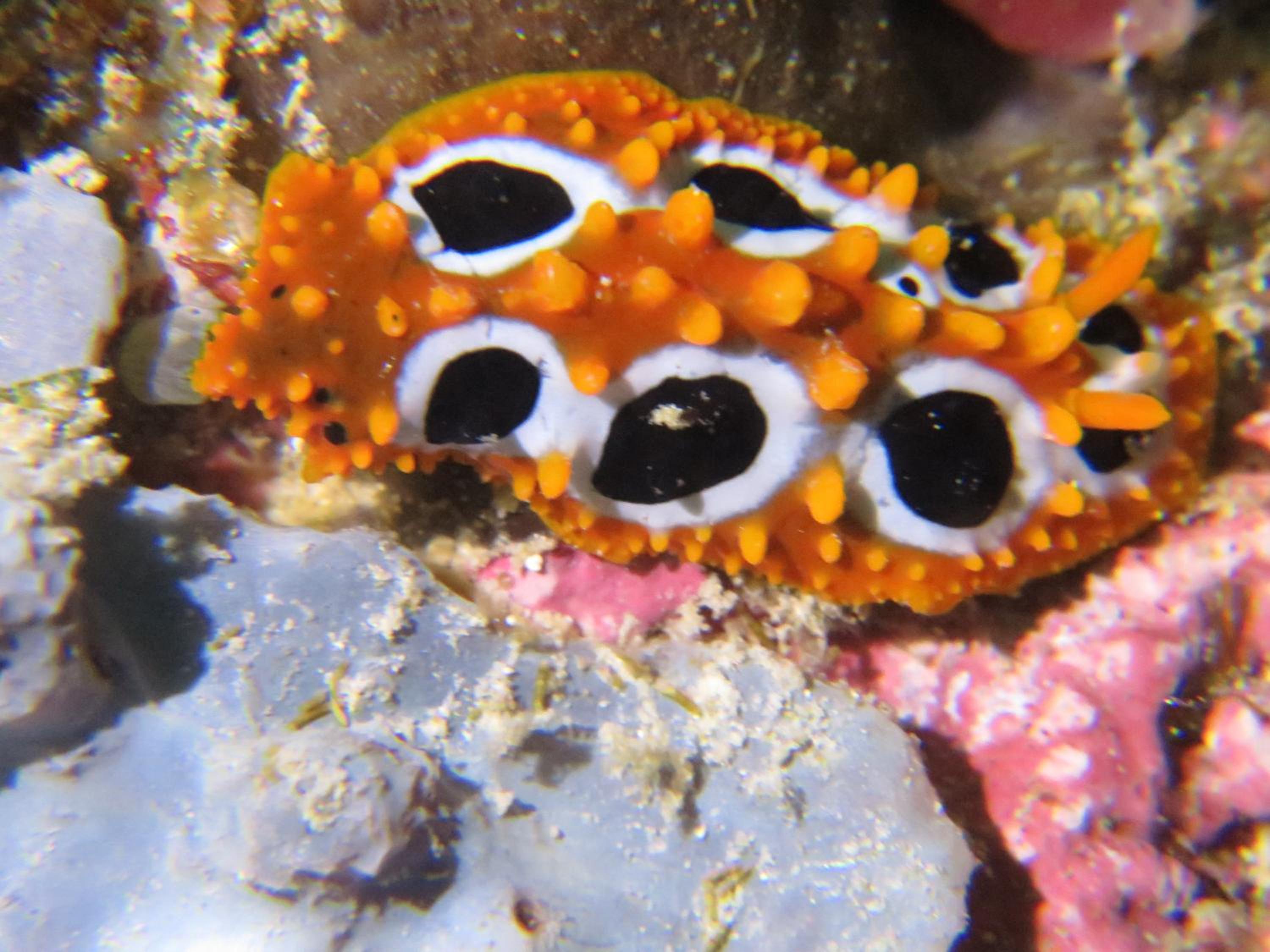Gecko Nature Lodge Home of Swahili Divers the BEST dive center and Famous Gecko Restaurant
