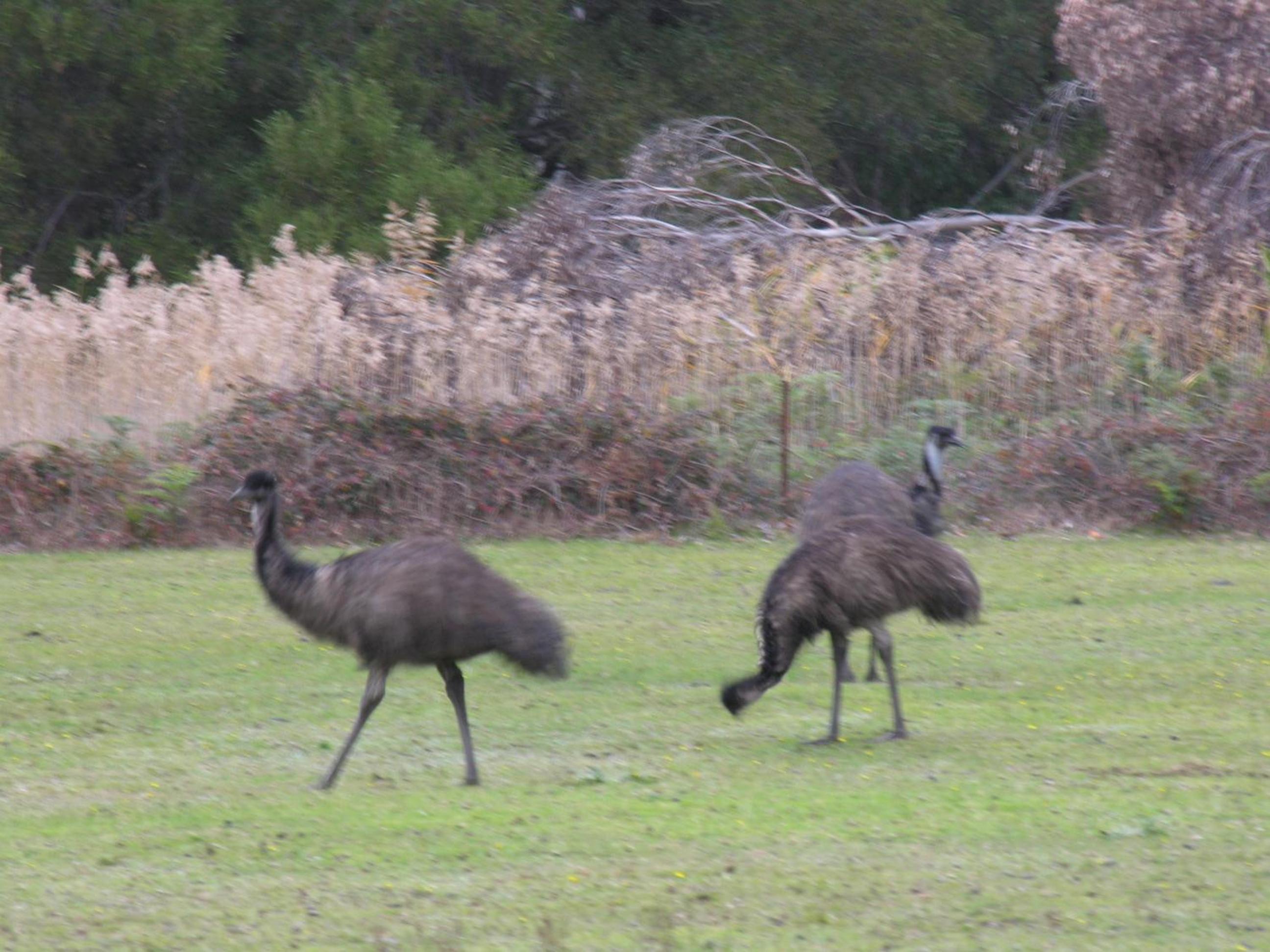 The Grampians Motel