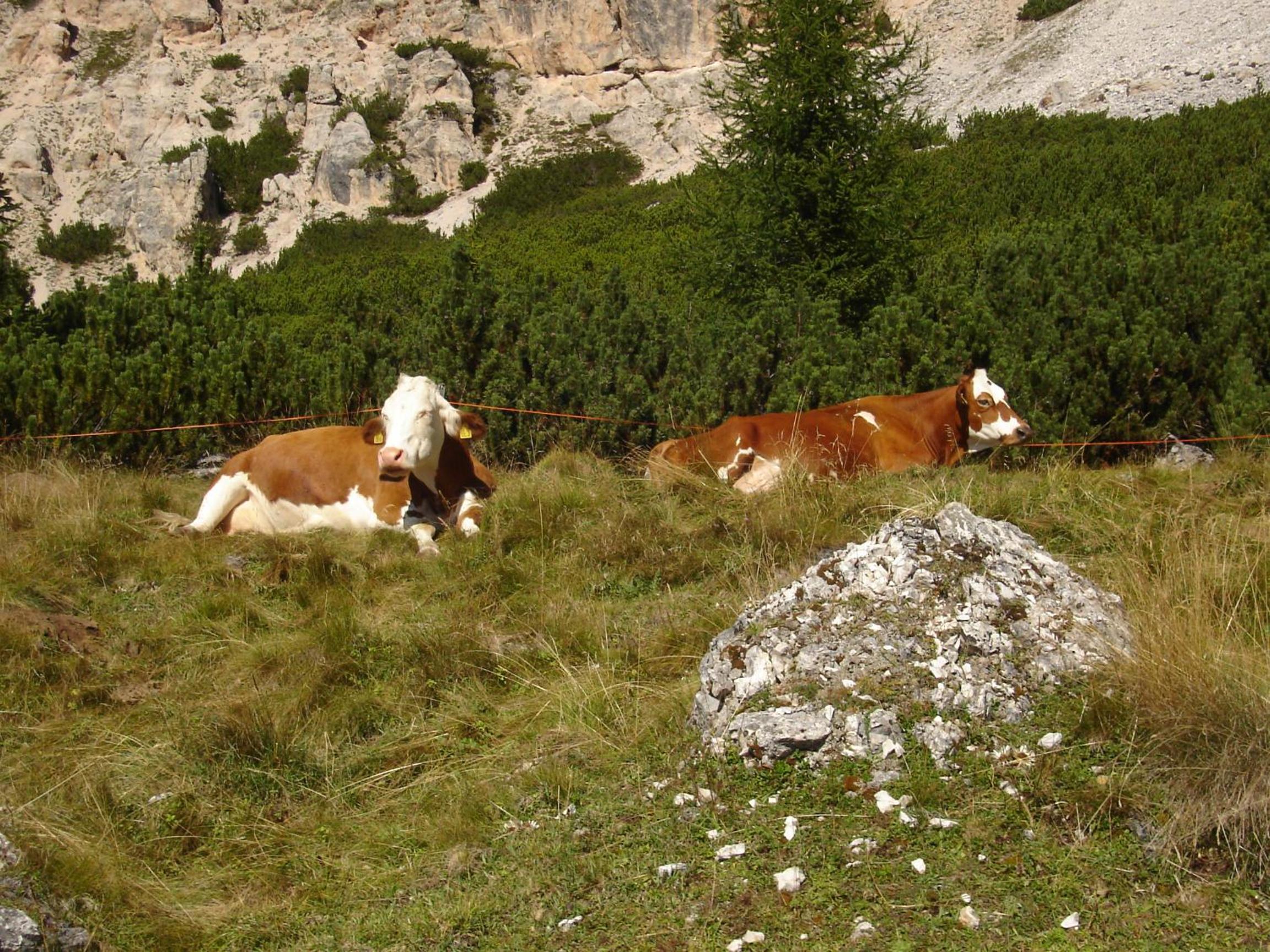 Photo 46