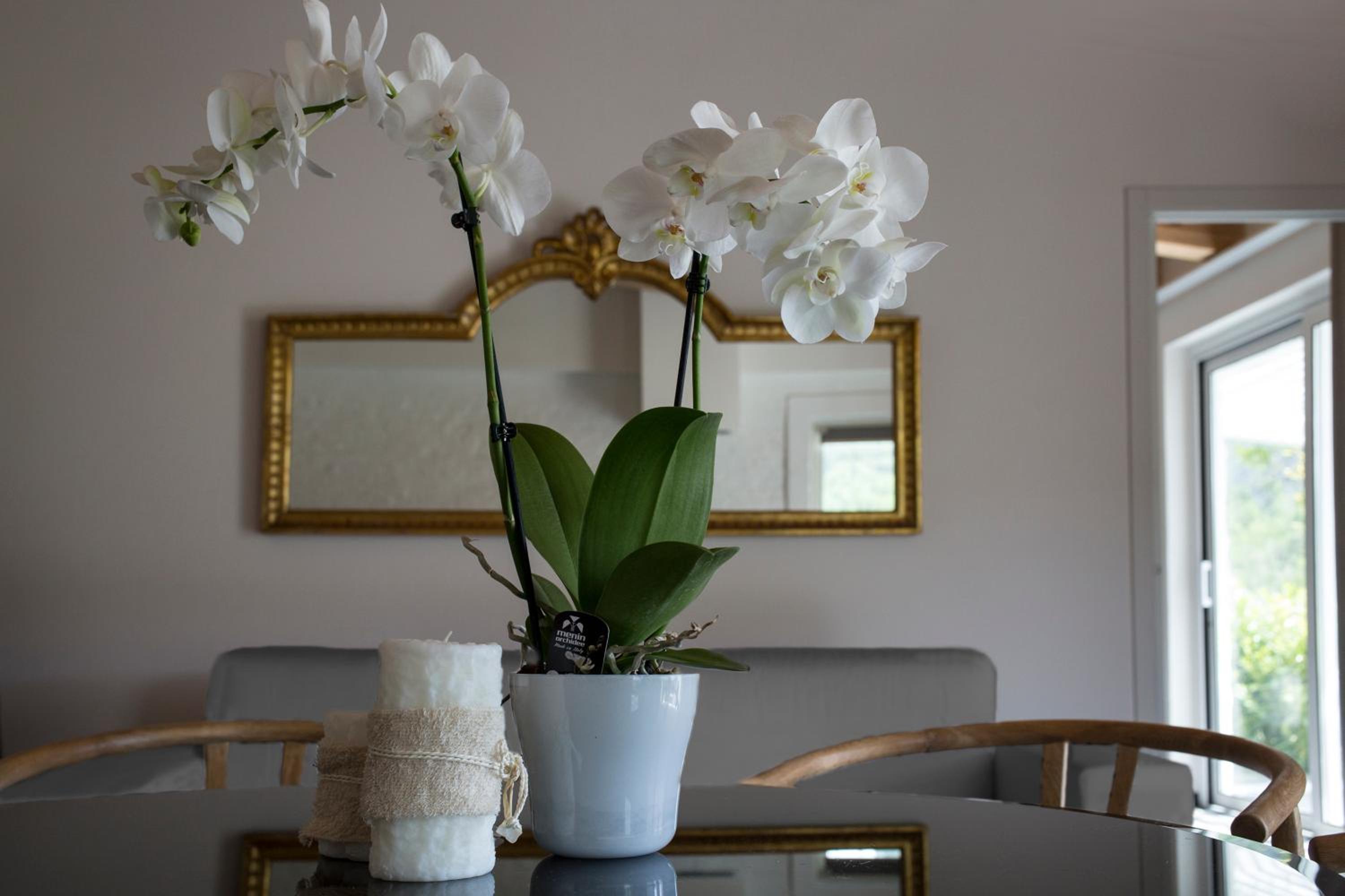Orchidea view 5