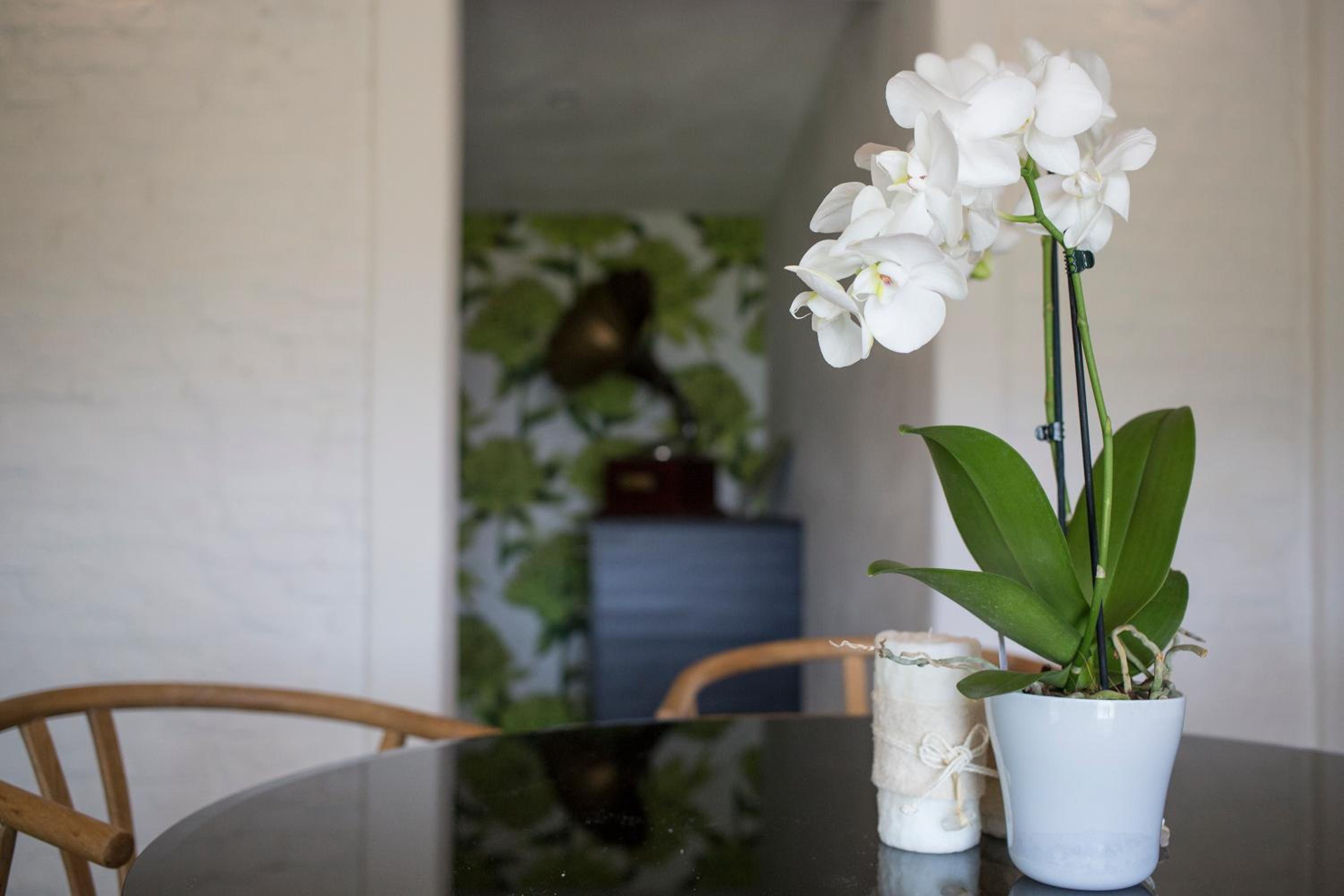 Orchidea view 3