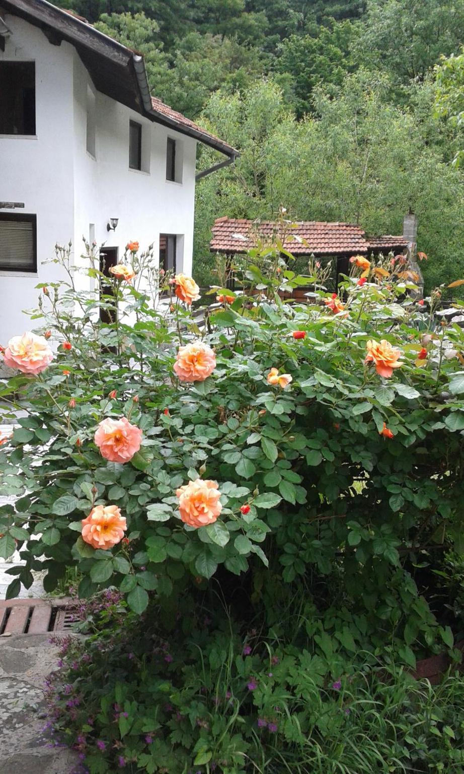 Guest House Planinska Sreshta