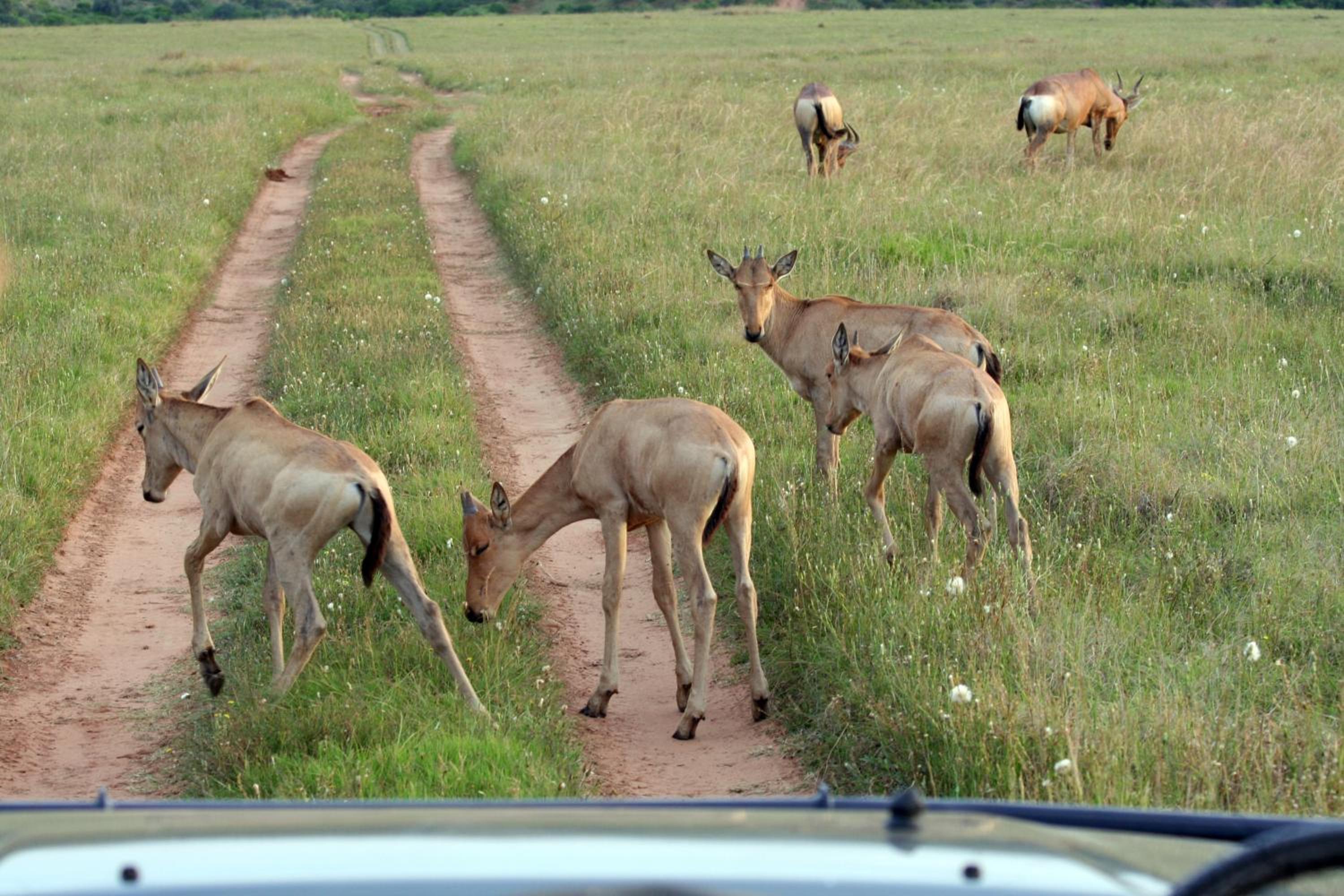 Leeuwenbosch Country House - Amakhala Game Reserve