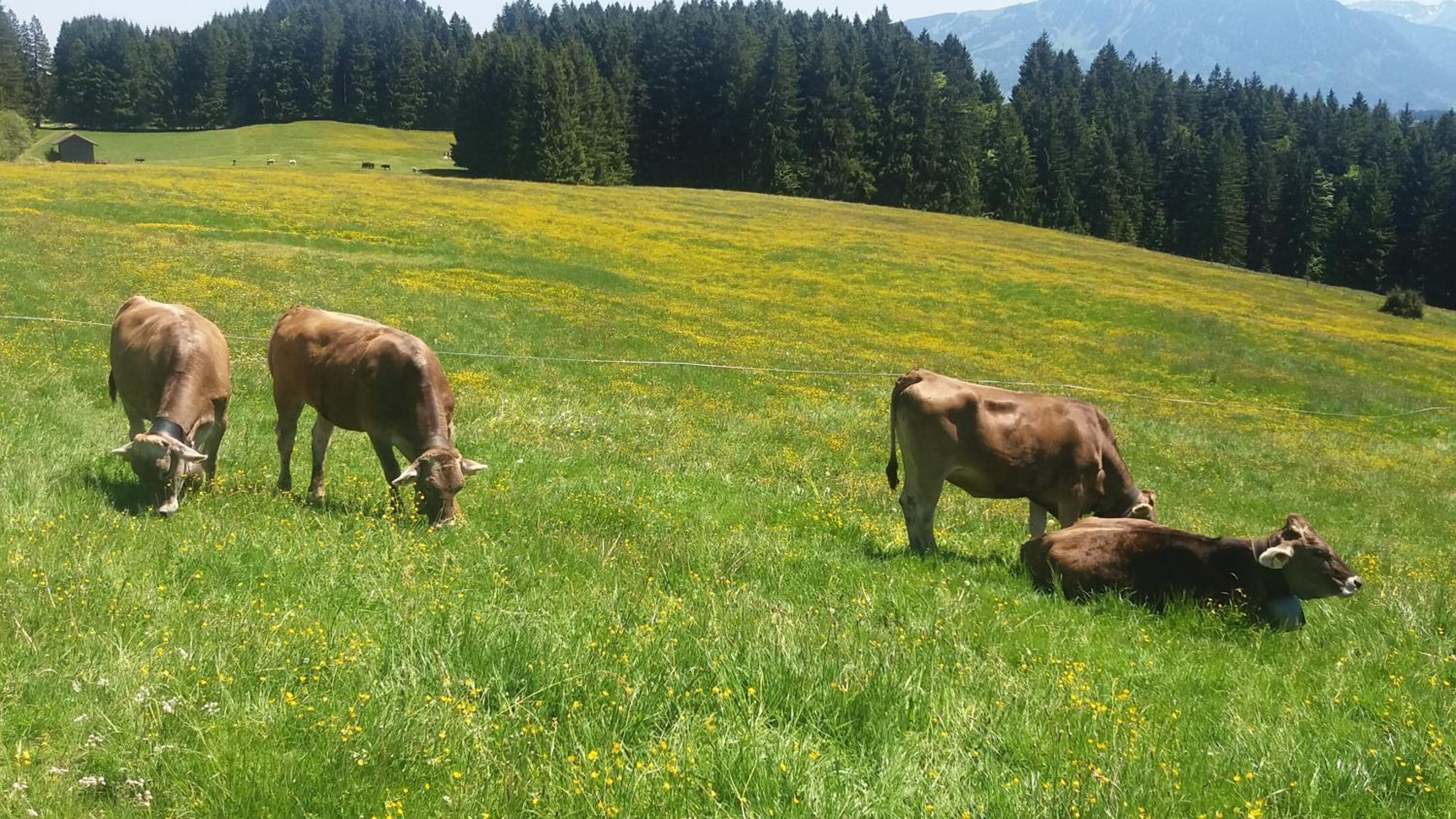 FeWo Alpenfreude mit Hallenbad