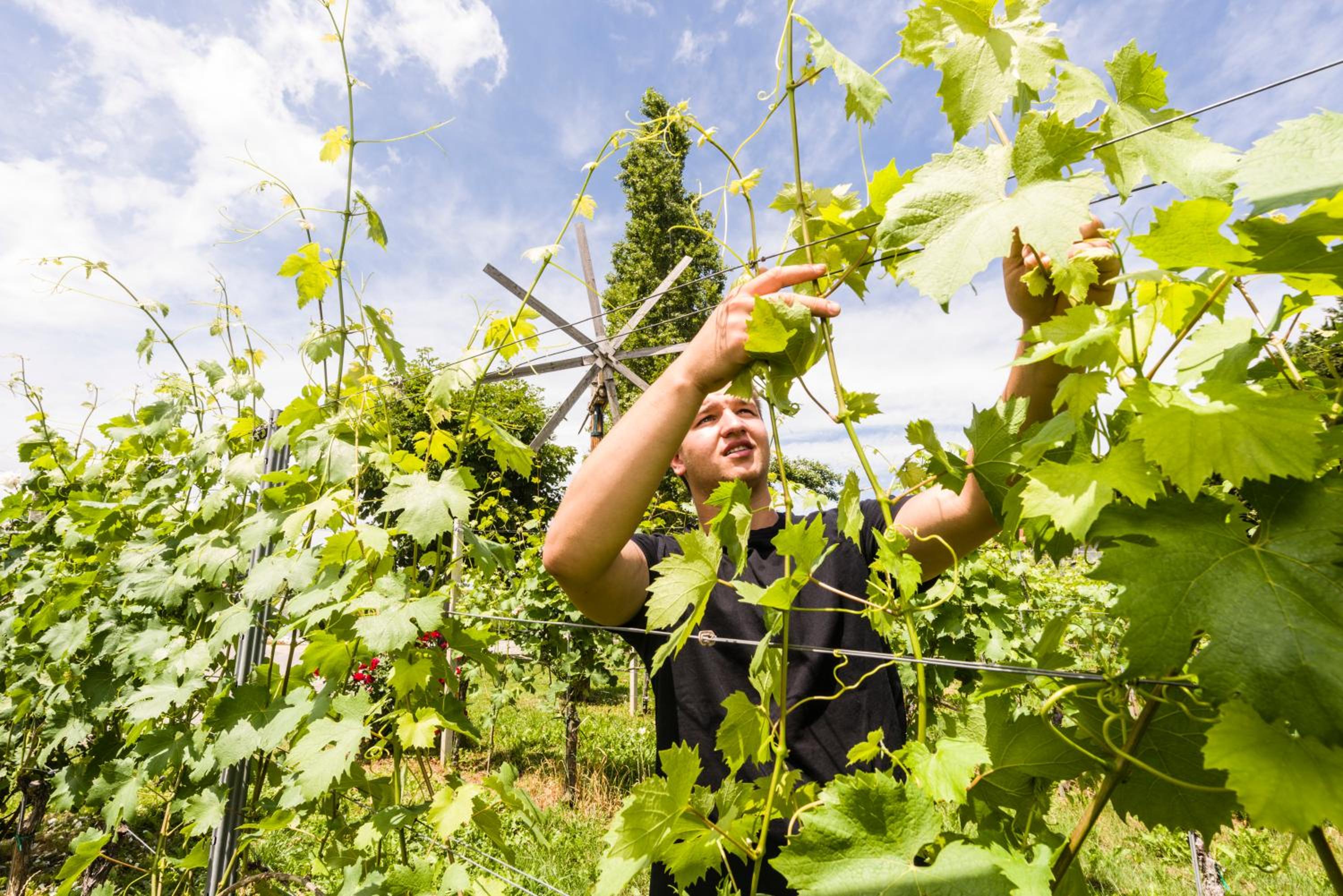 Weingut-Wohlfühlzimmer Adam-Lieleg