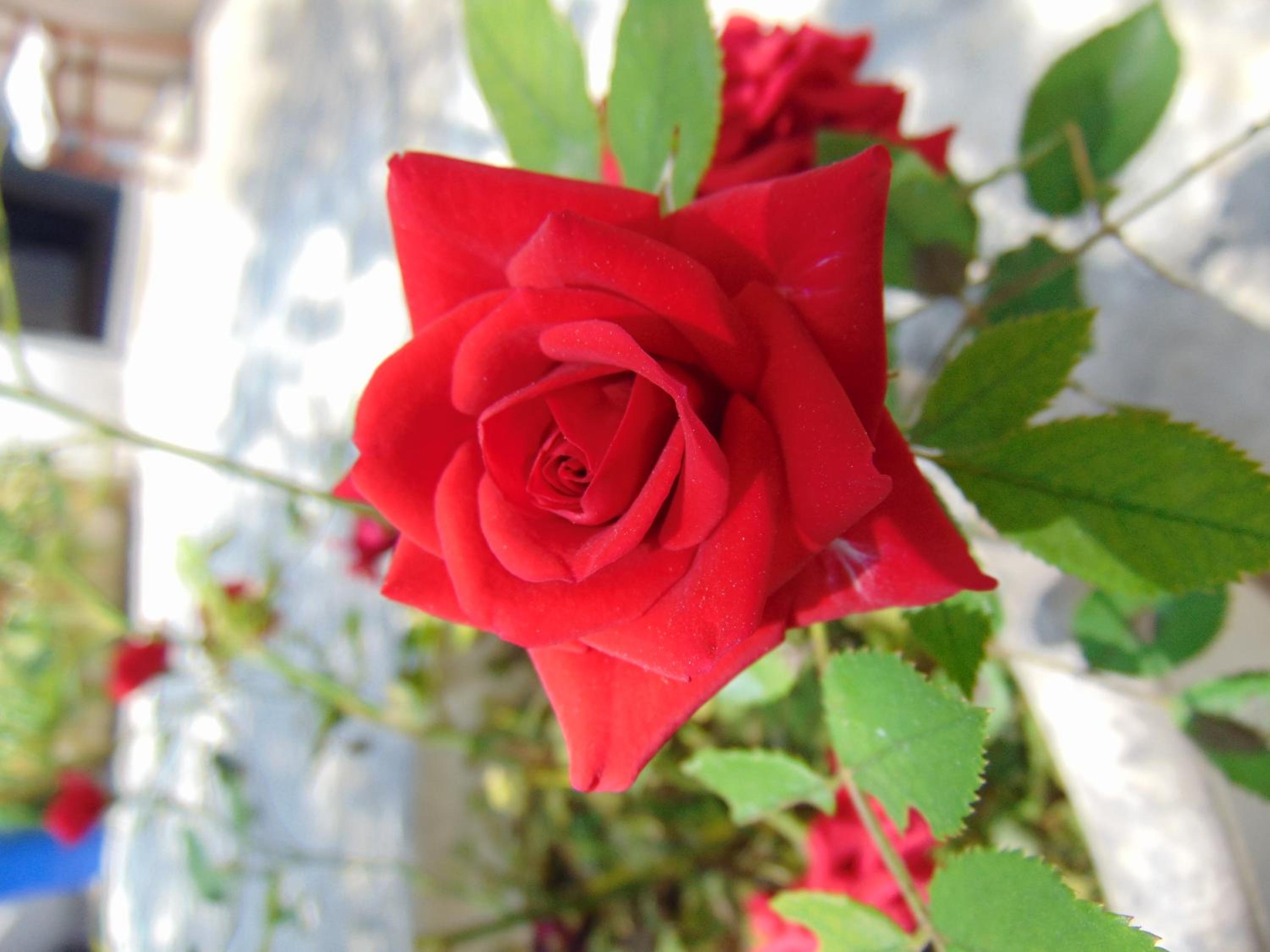 Photo 43