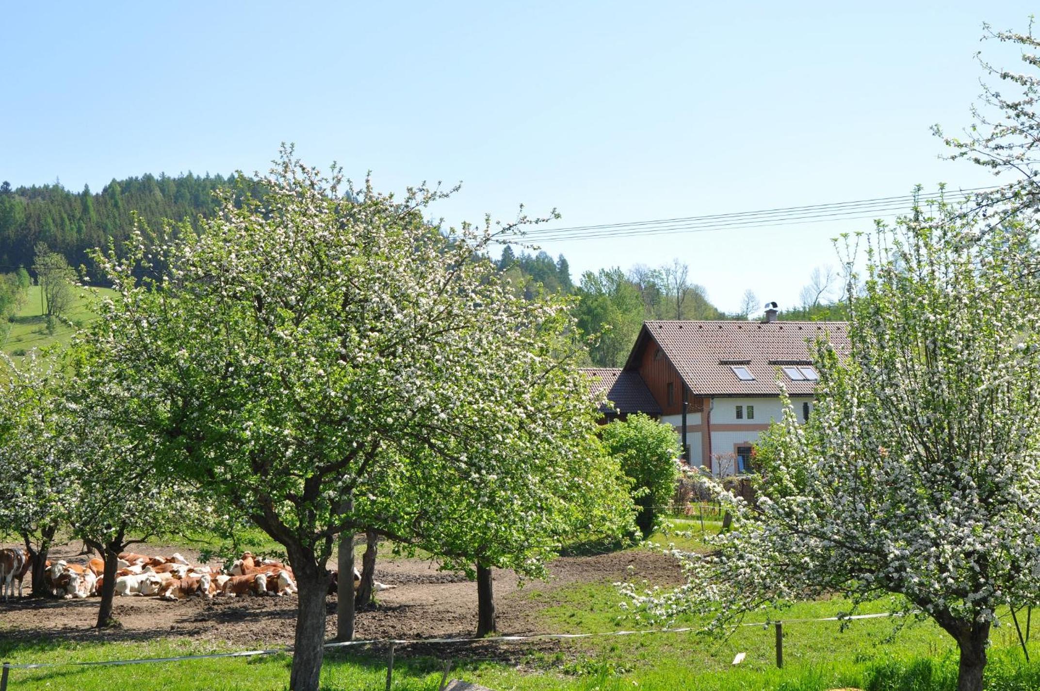Apartmán Kamenný Dům