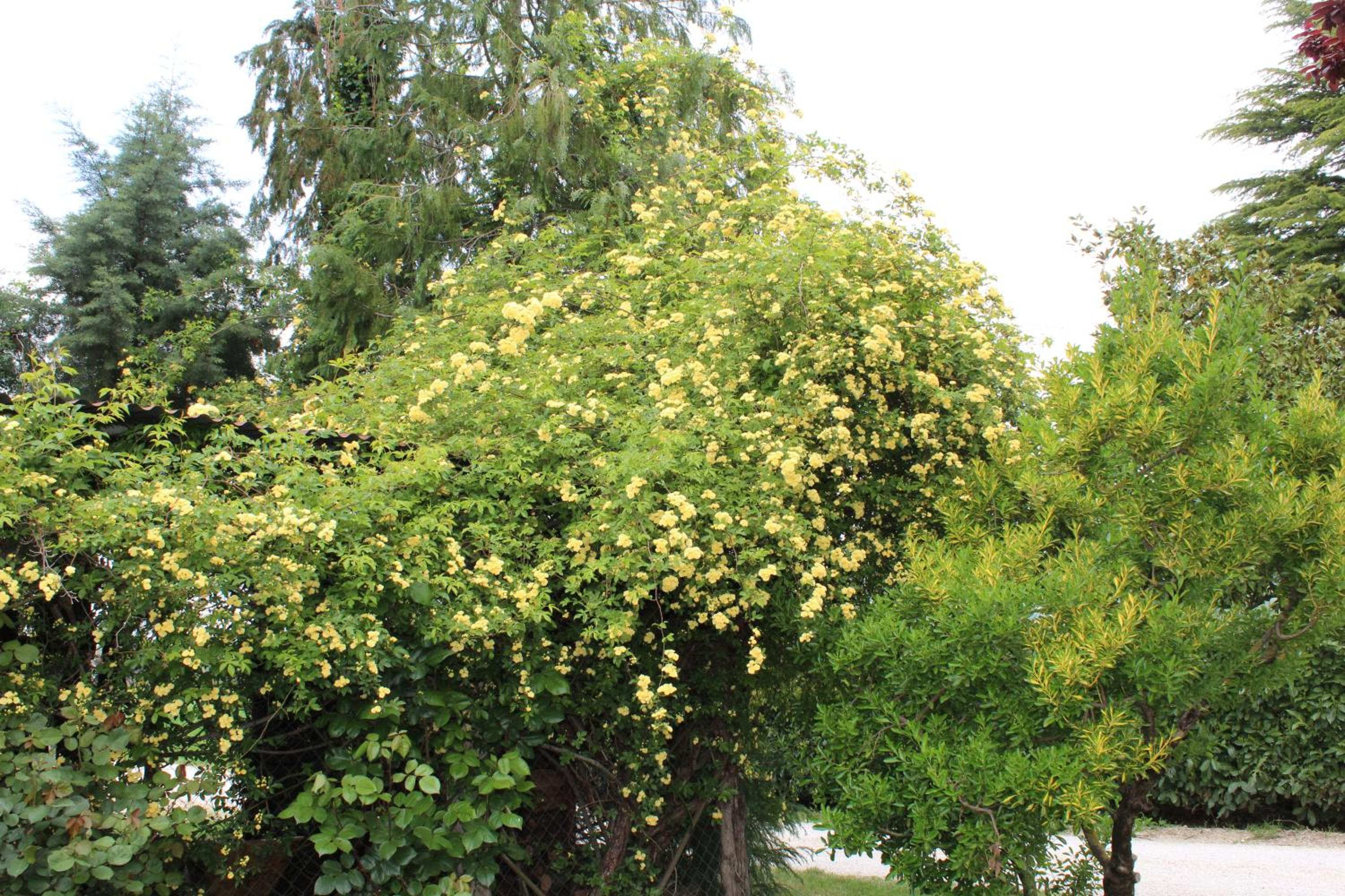 Fattoria di Rigone