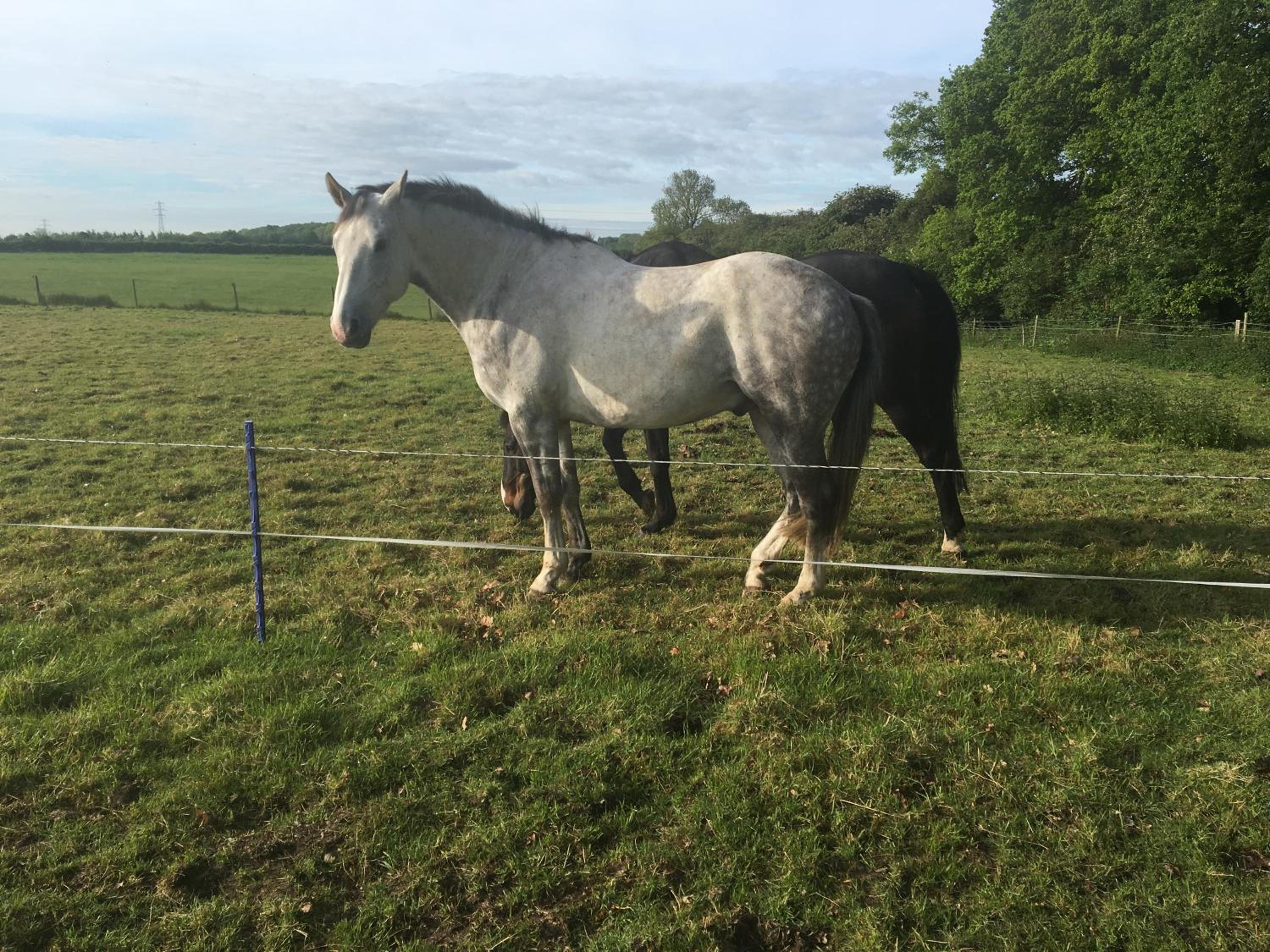 Bridleway Bed & Breakfast