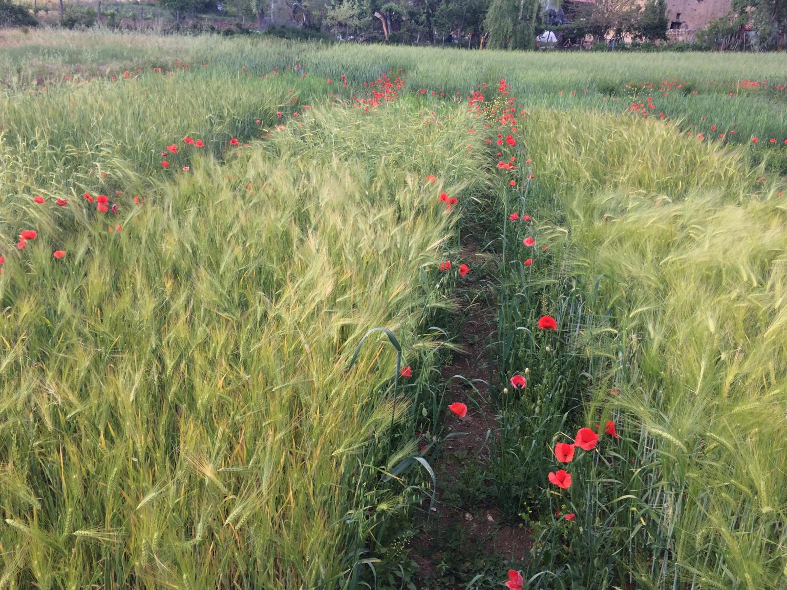 Azienda Agricola Il Querceto