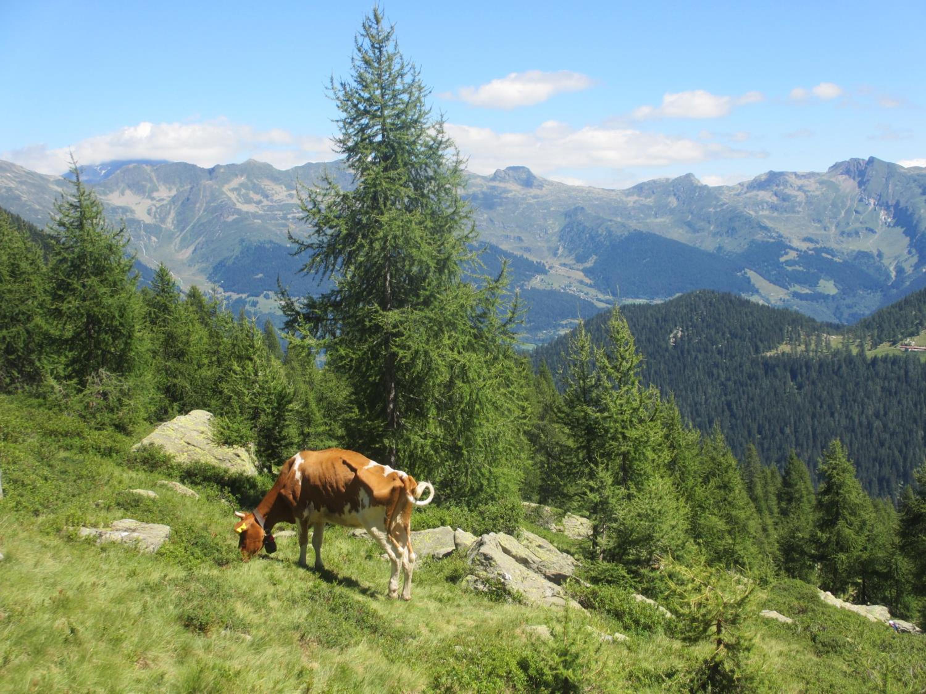 B&B Gottardo