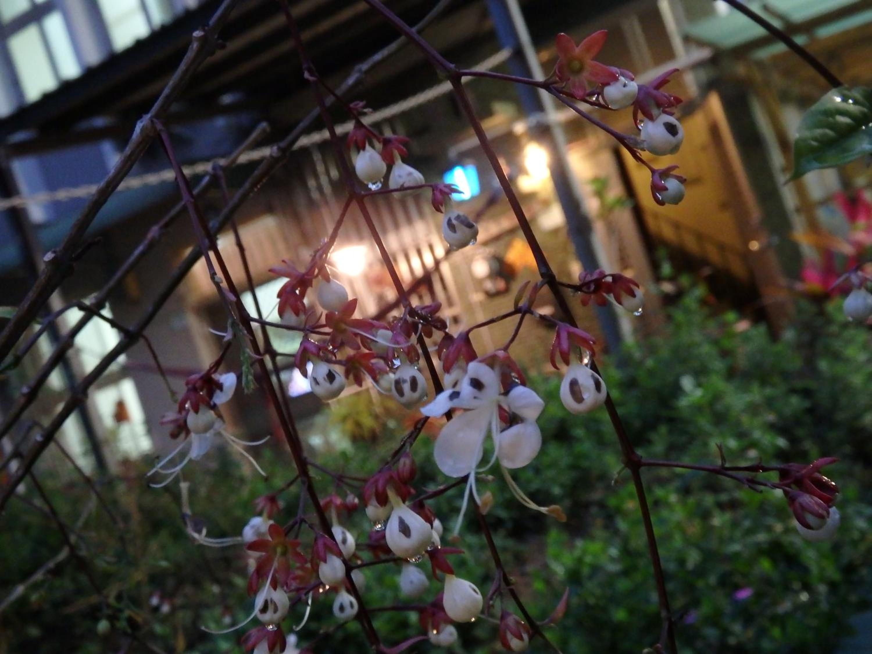 Tainan Guest House Hamuya