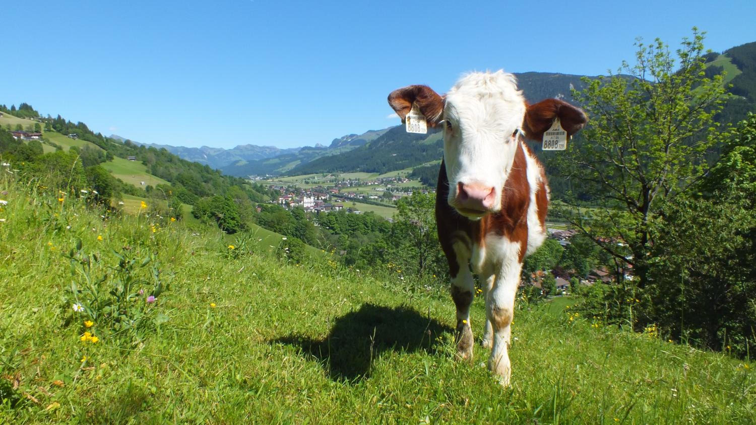 Franbichl