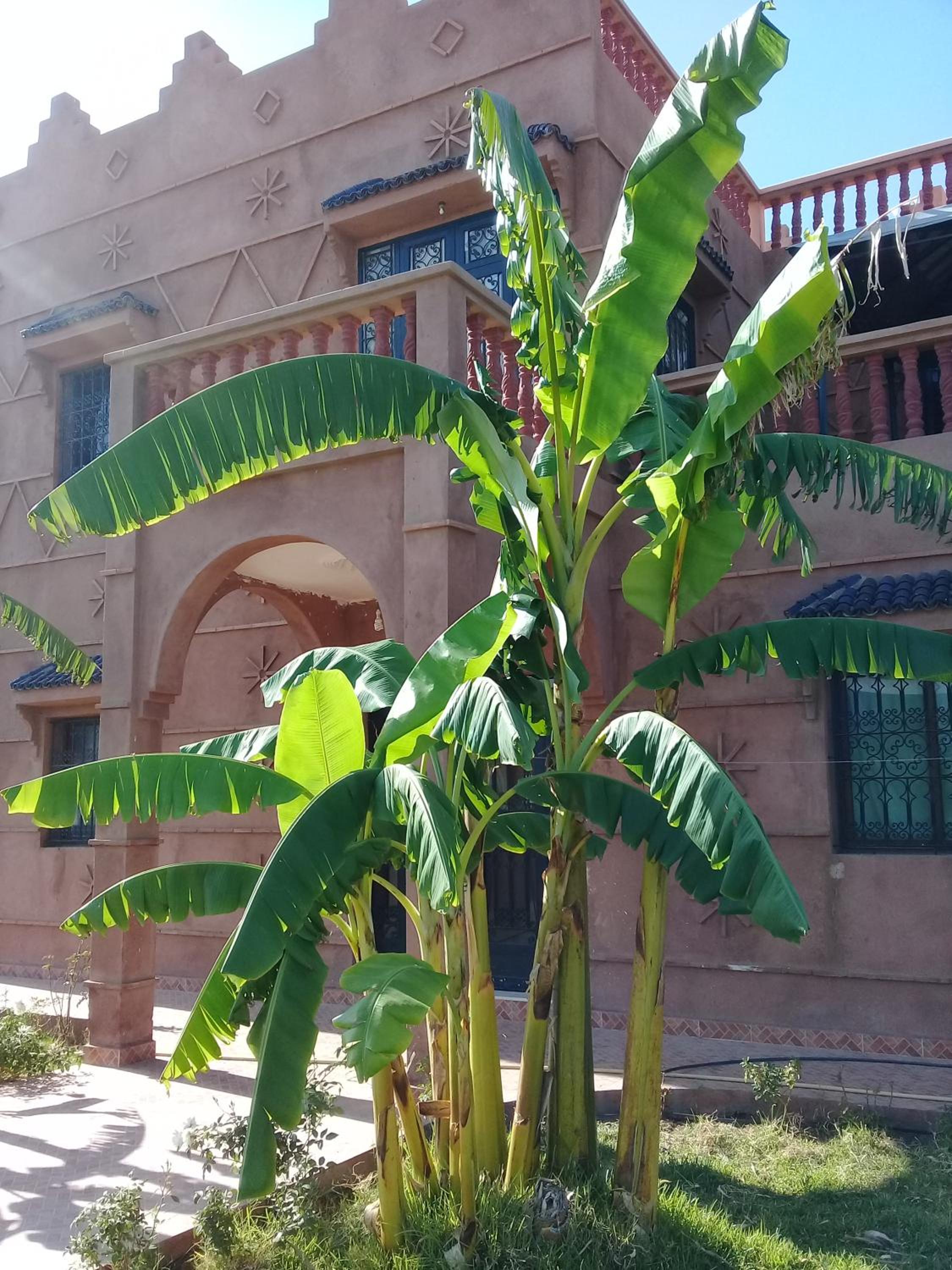 villa darga rouge