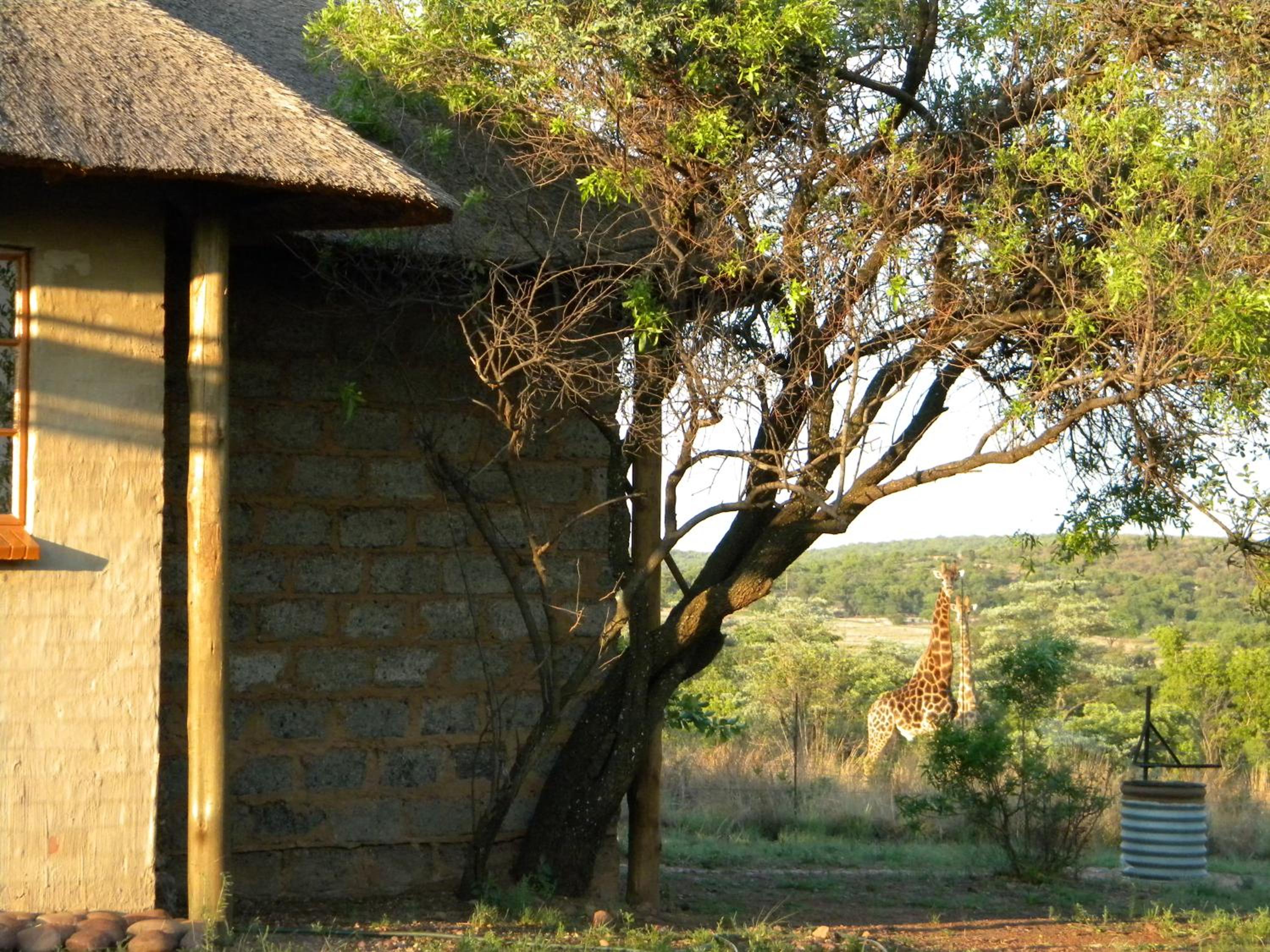 Five Pebbles on Piece of Africa view 2