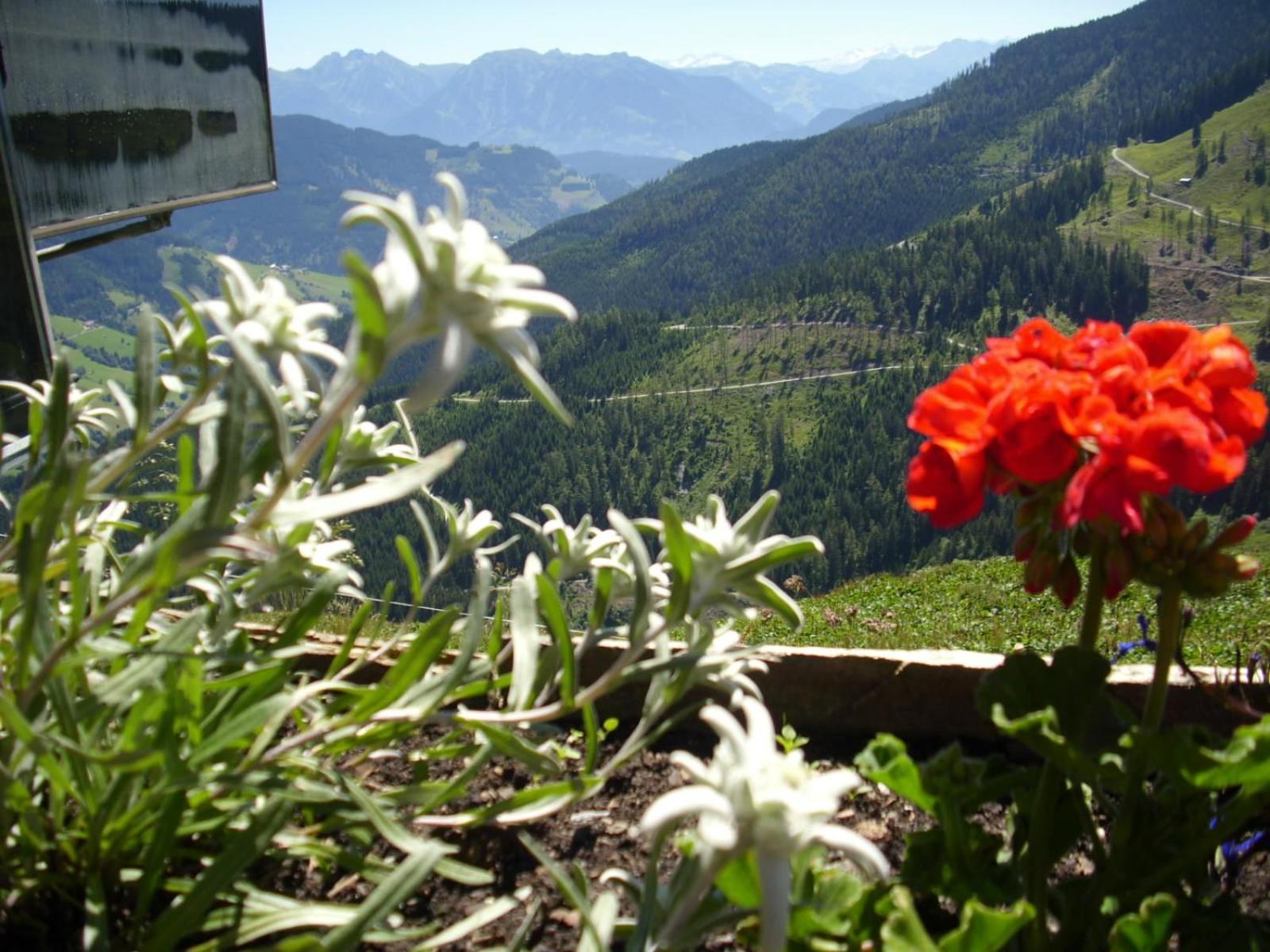 Chesa Montana