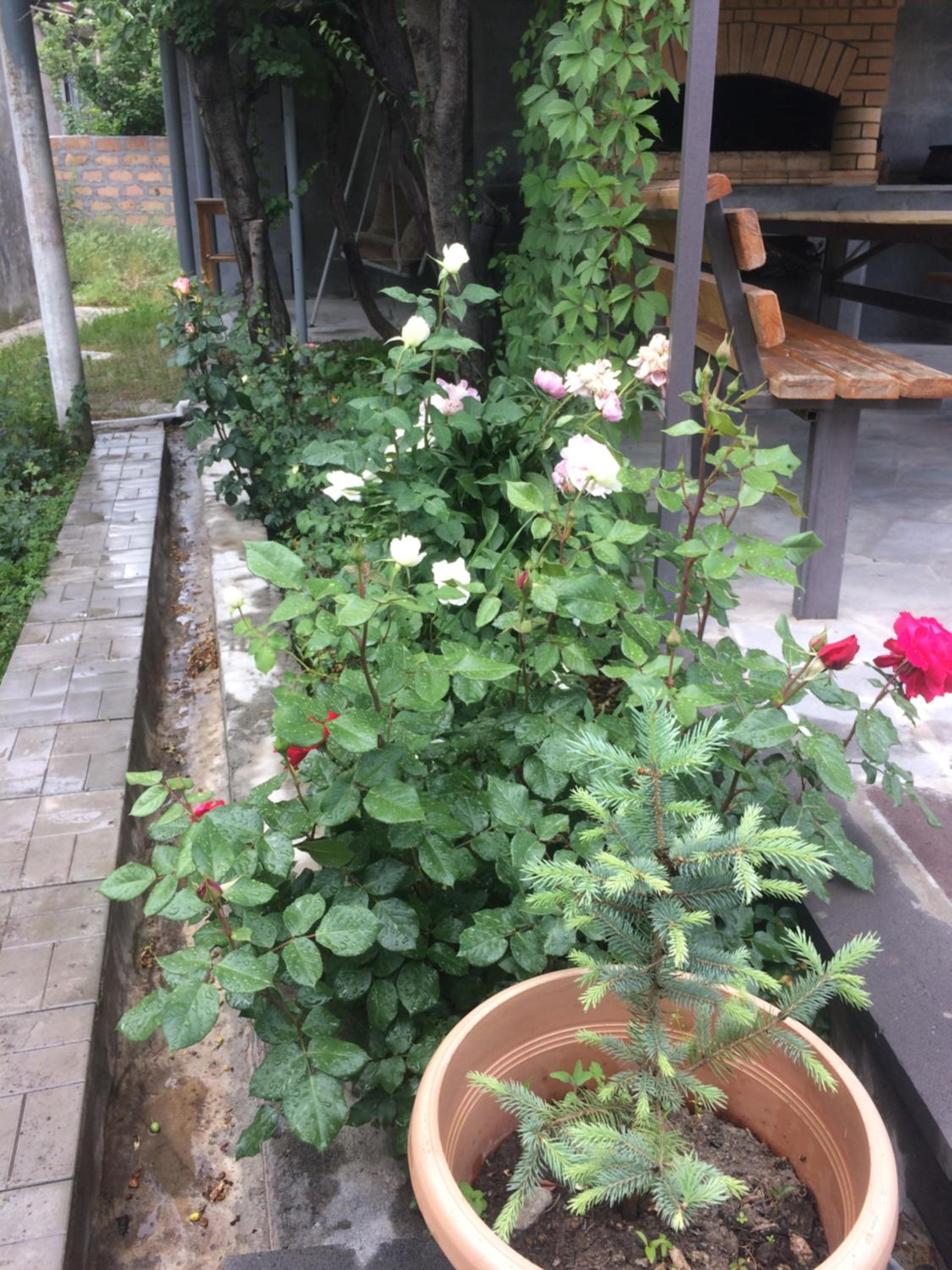 Guest house Hasmik