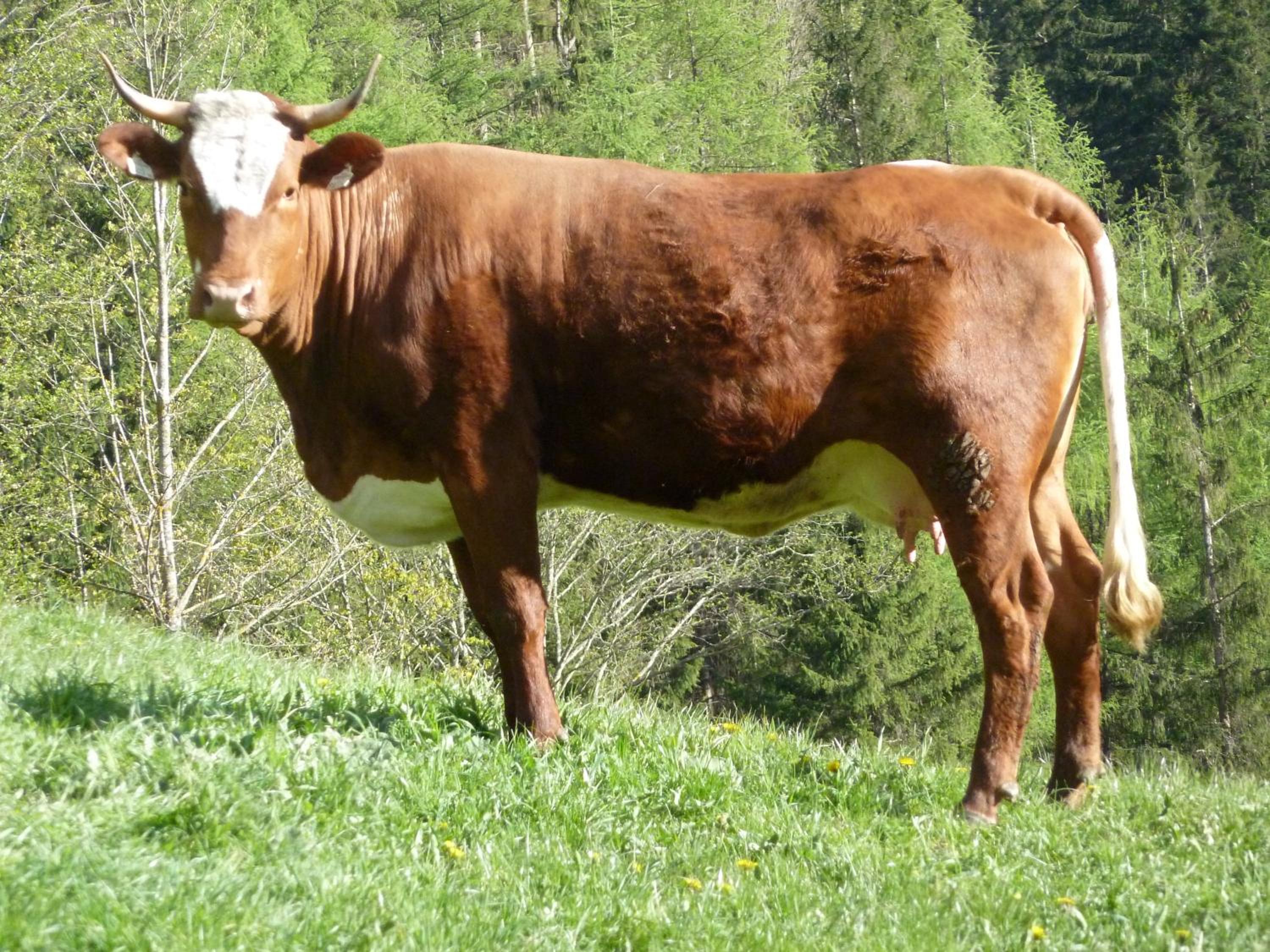 Rainerhof