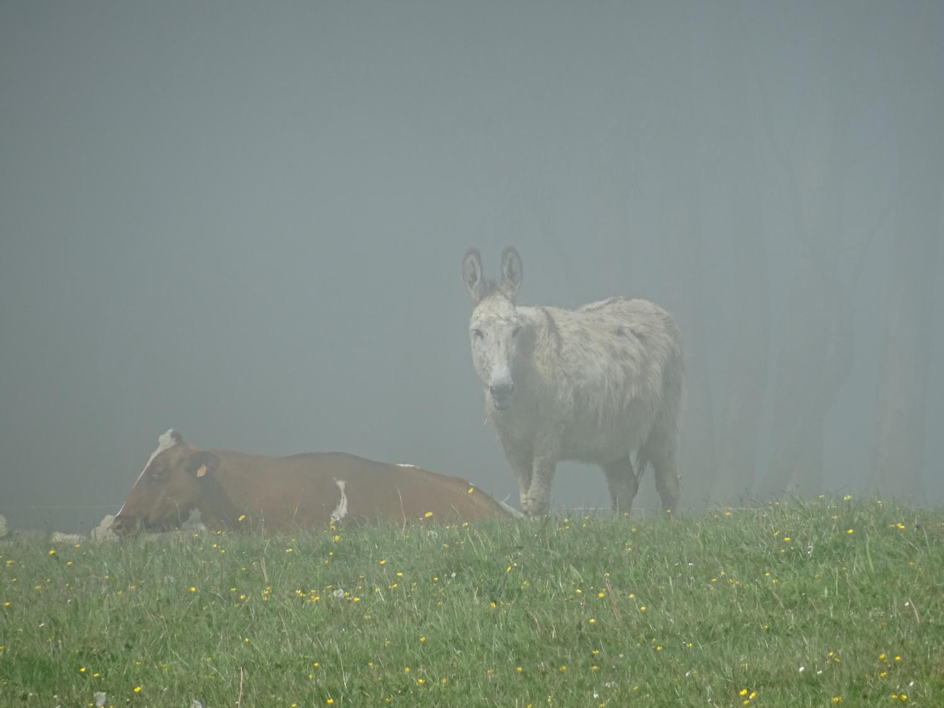 Photo 27