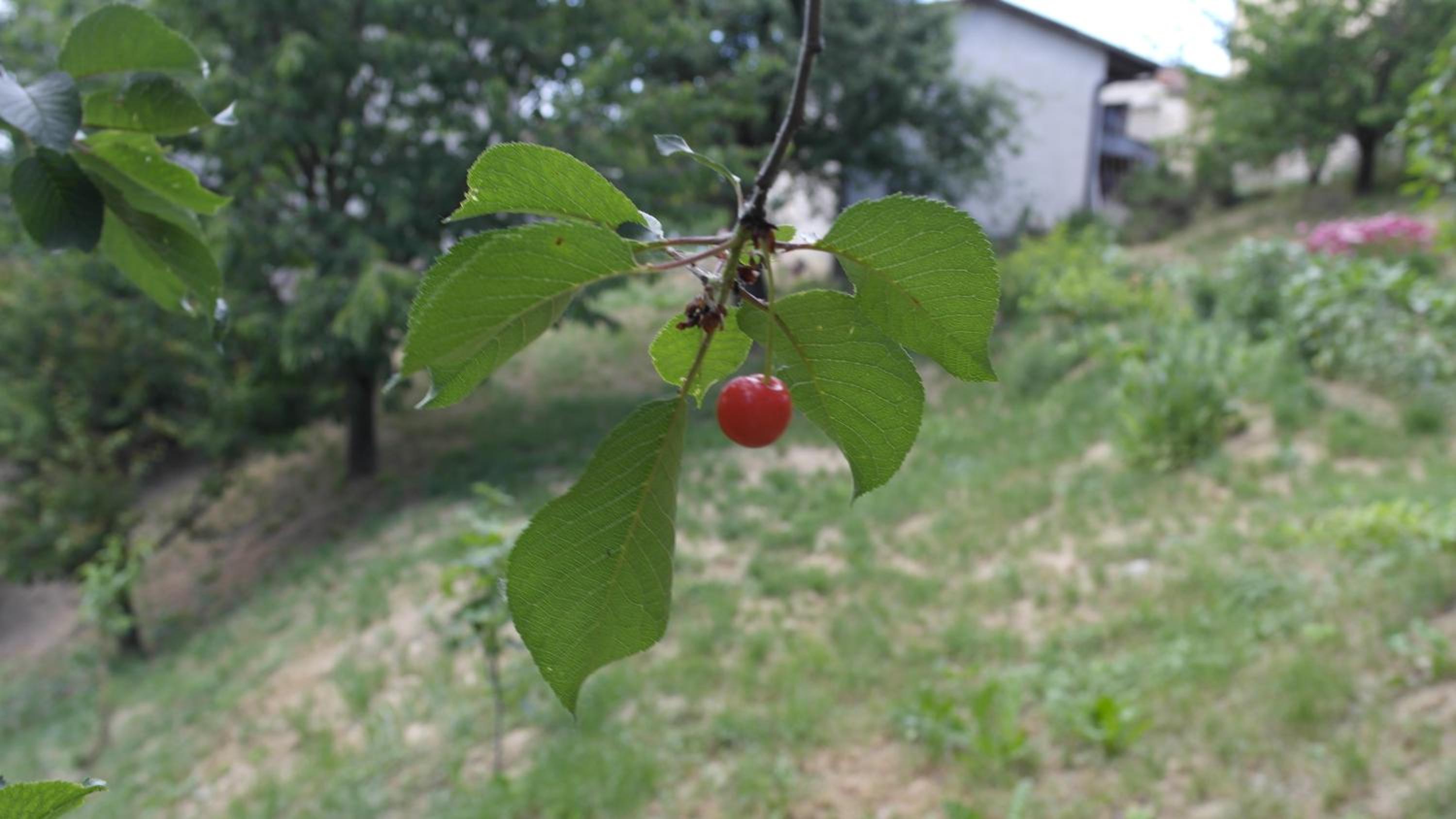 Photo 51