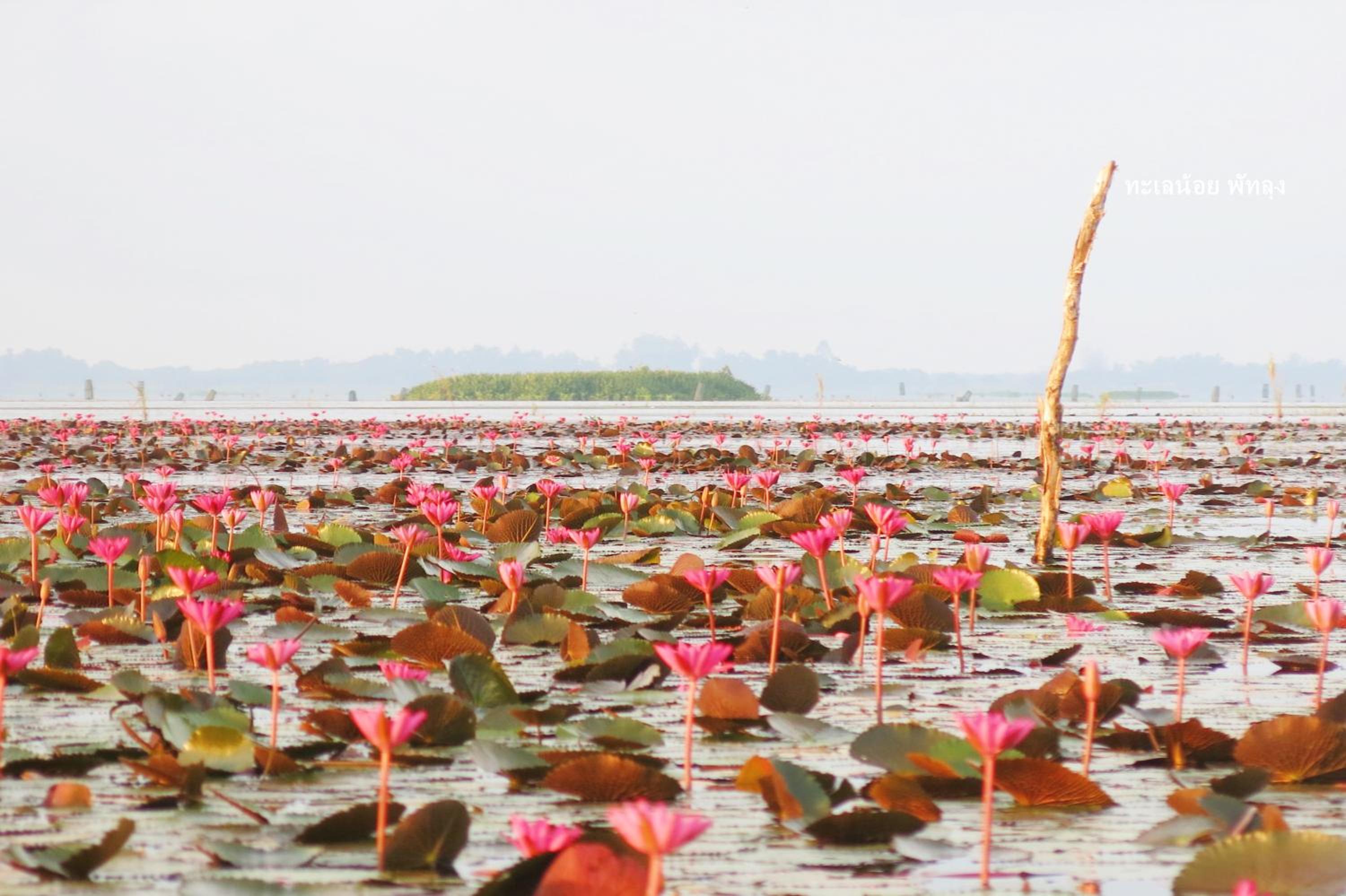 Banpak Suankaew Talaynoi
