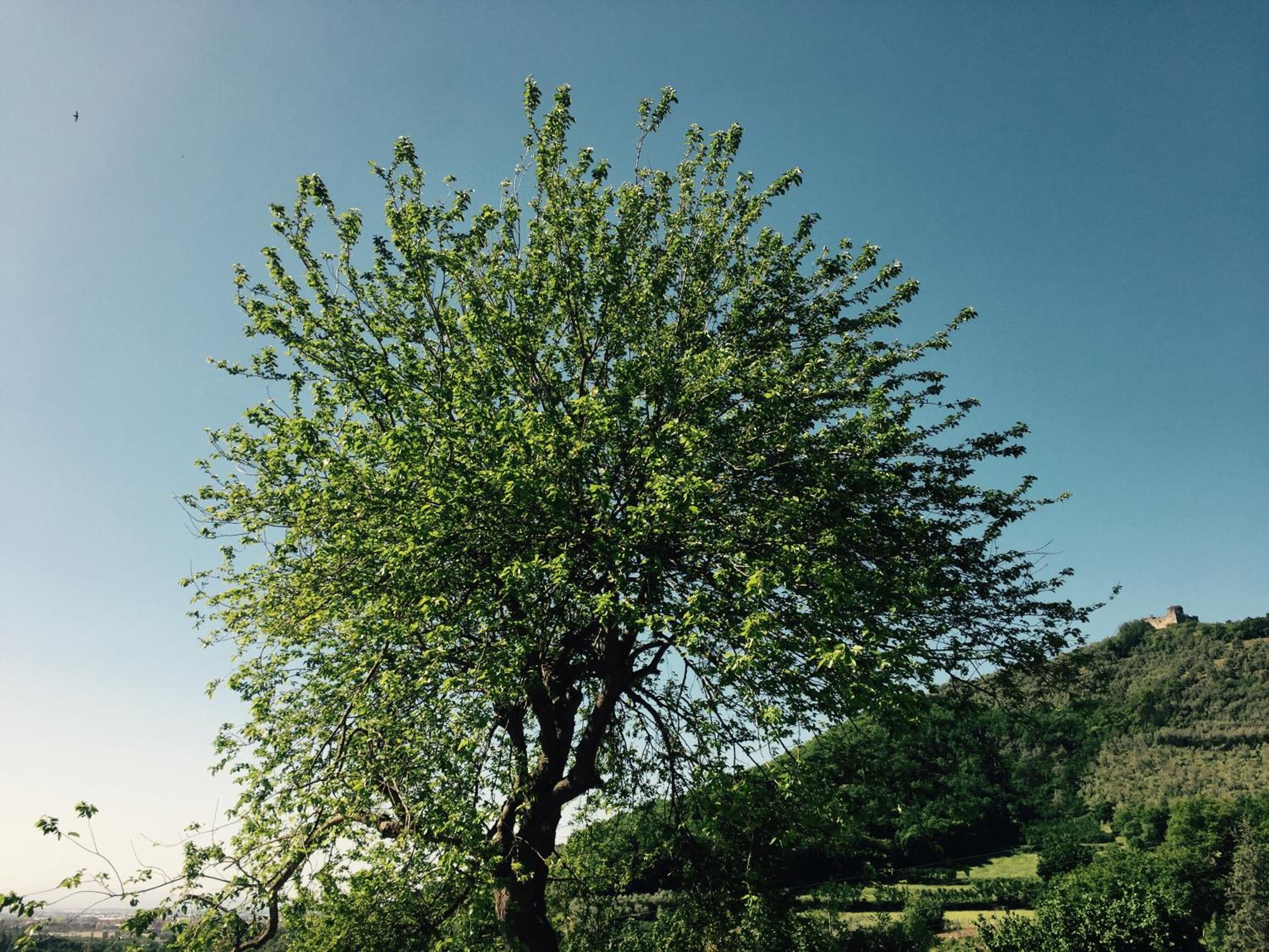Agriturismo La Vecchia Quercia