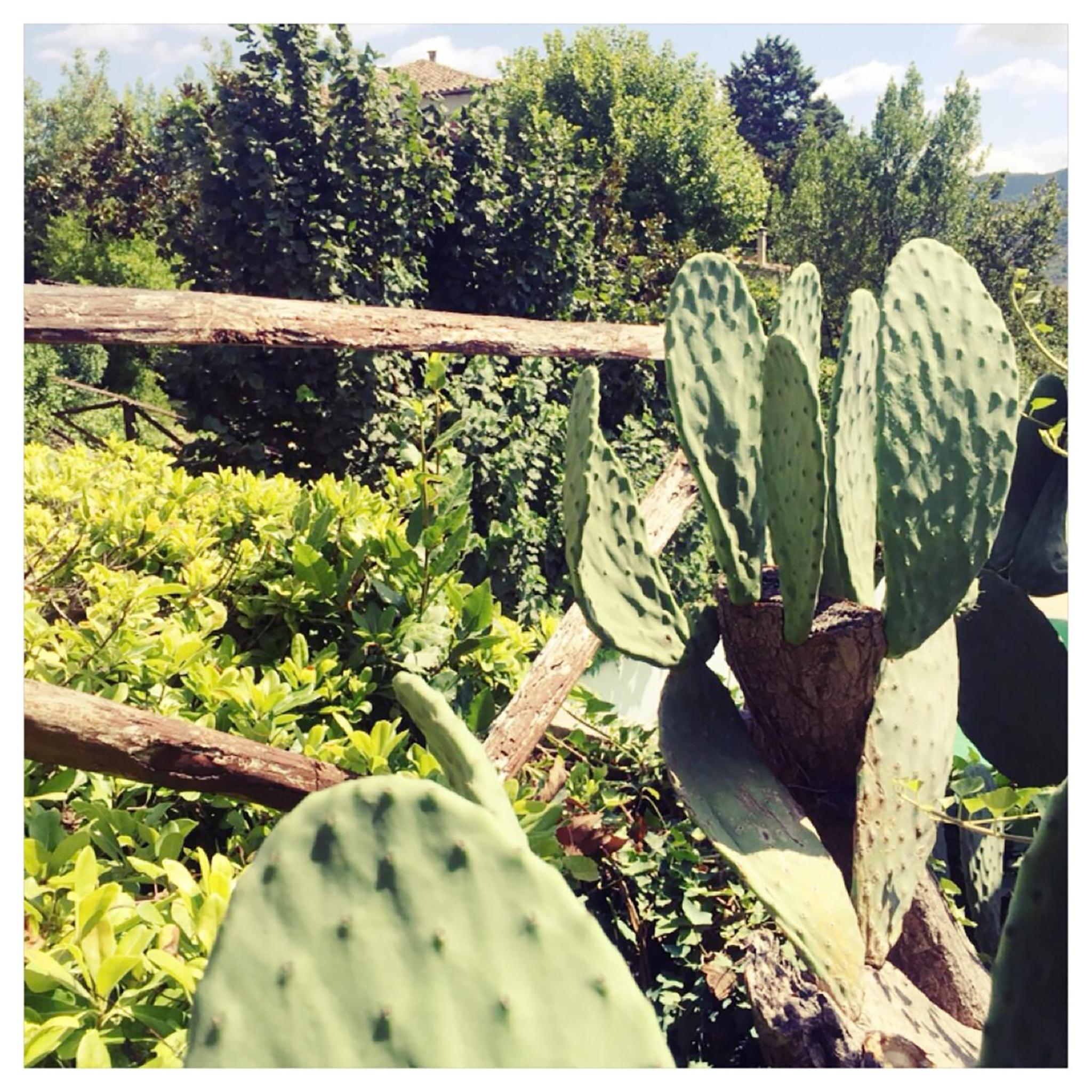 Agriturismo La Vecchia Quercia