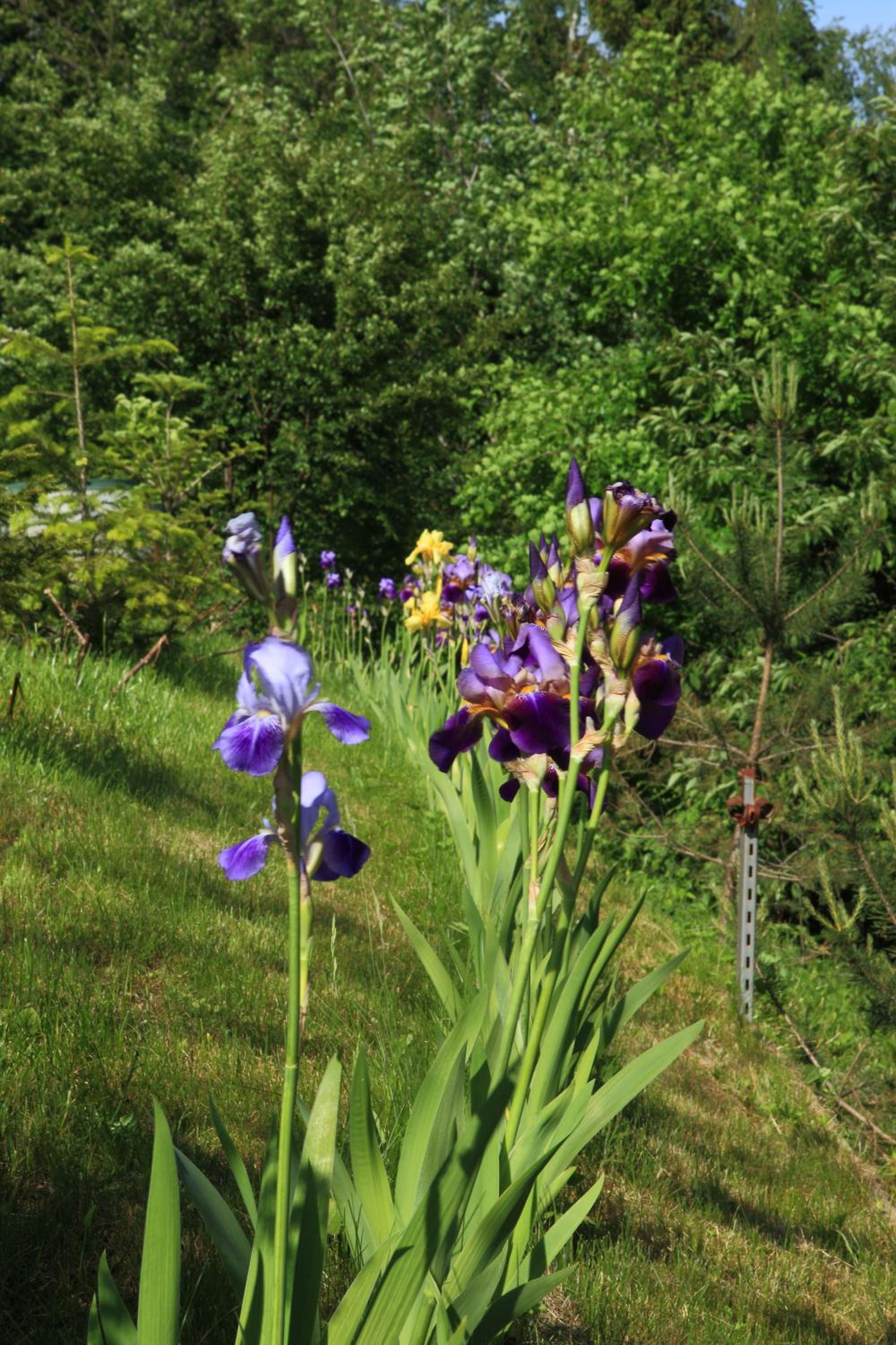 FAVAR Carpathians