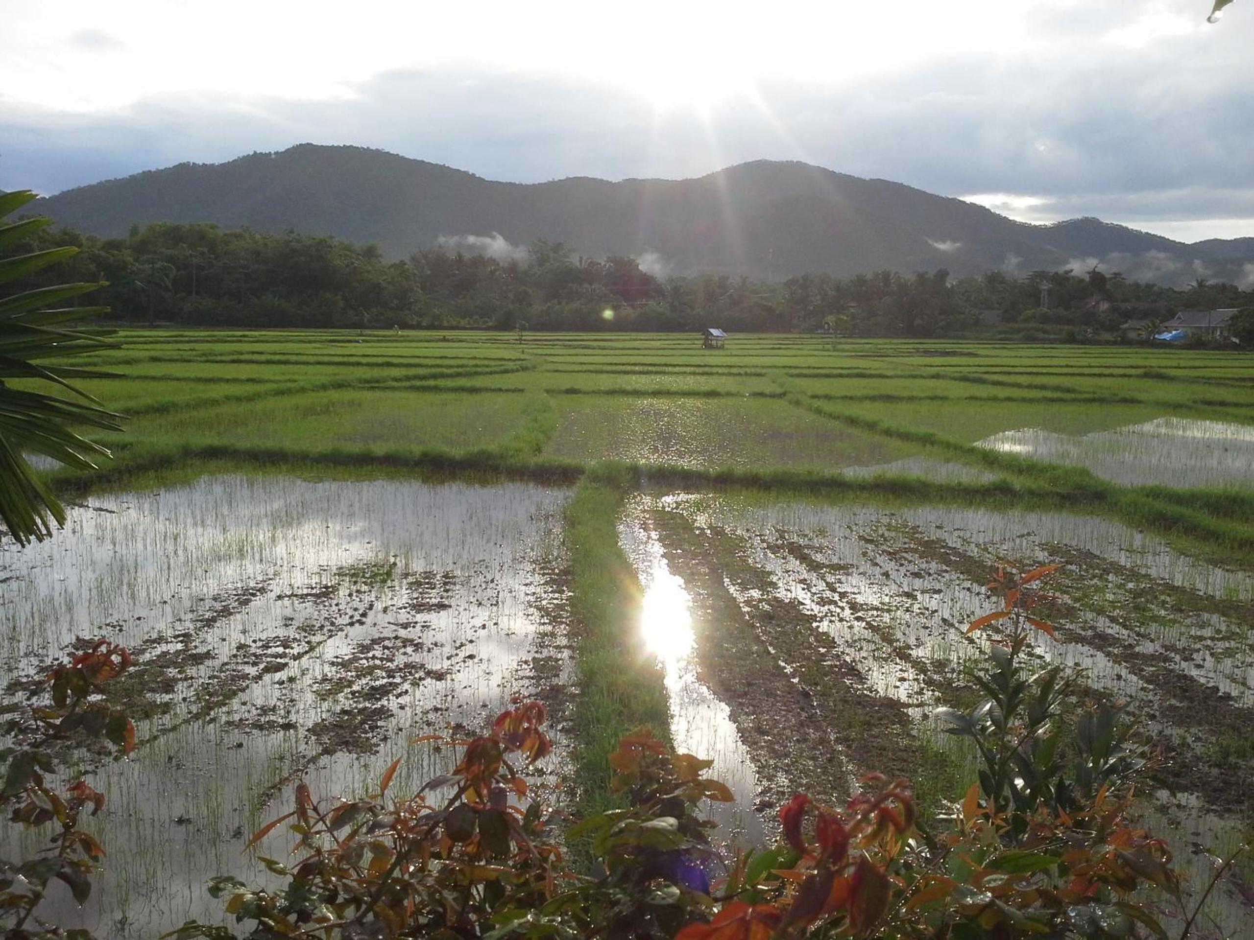 Jamjuree Garden