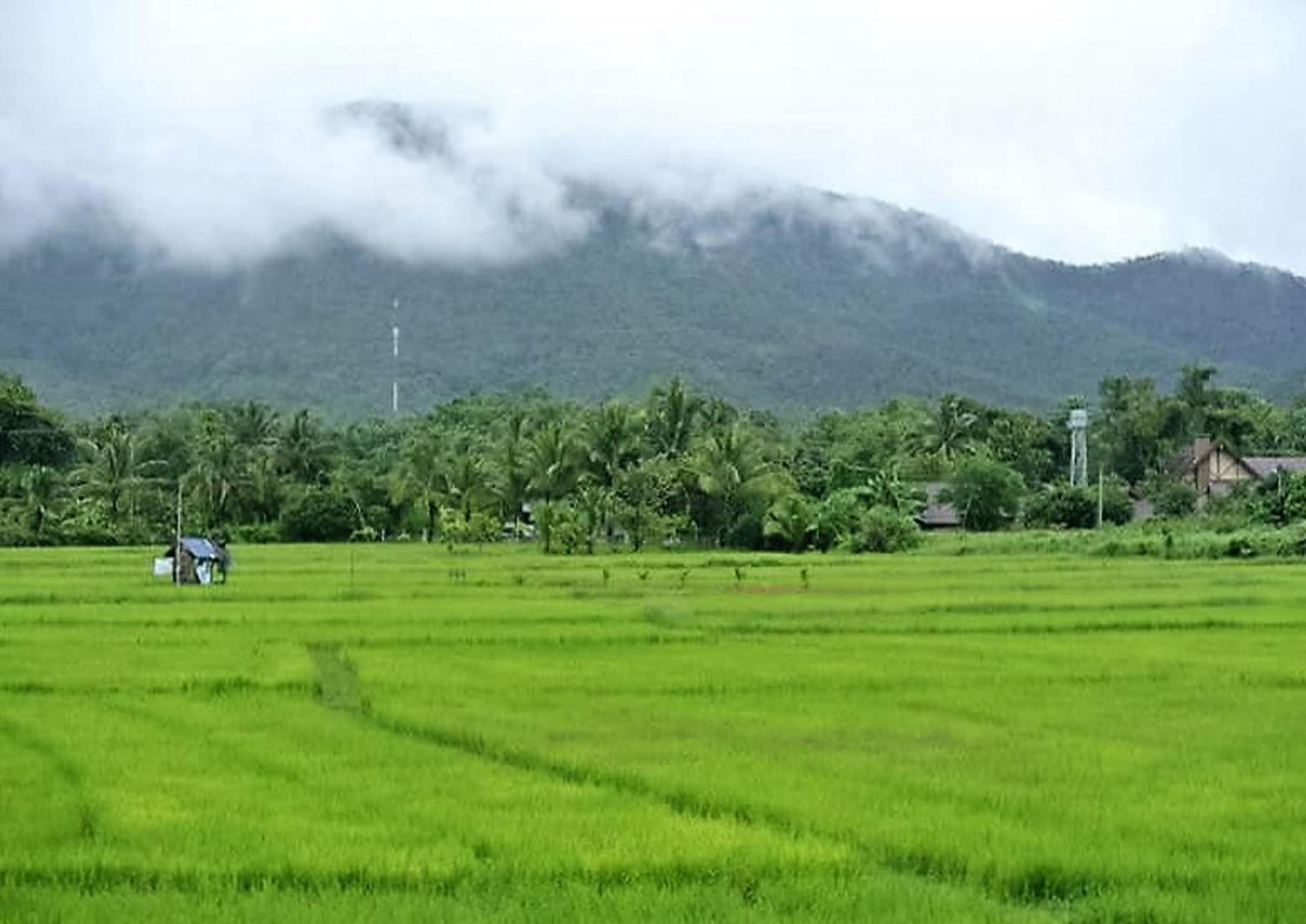 Jamjuree Garden