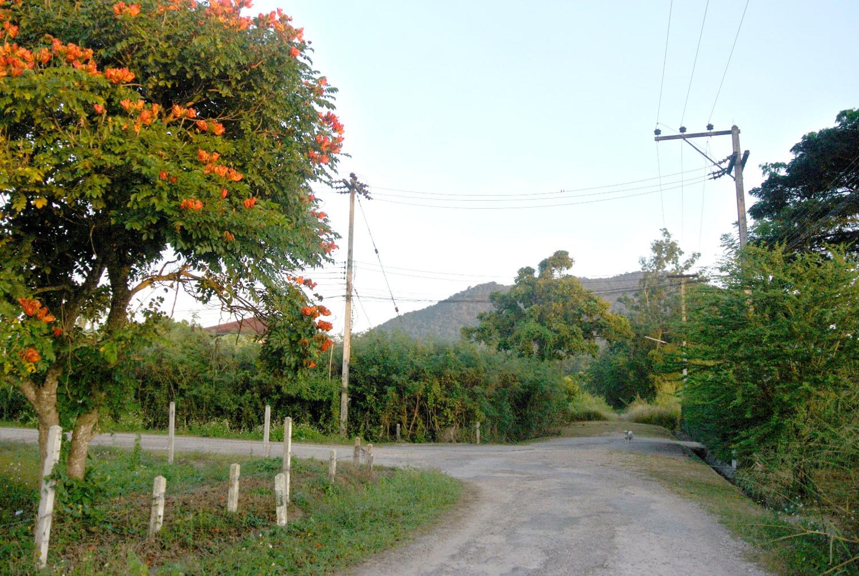 Jamjuree Garden