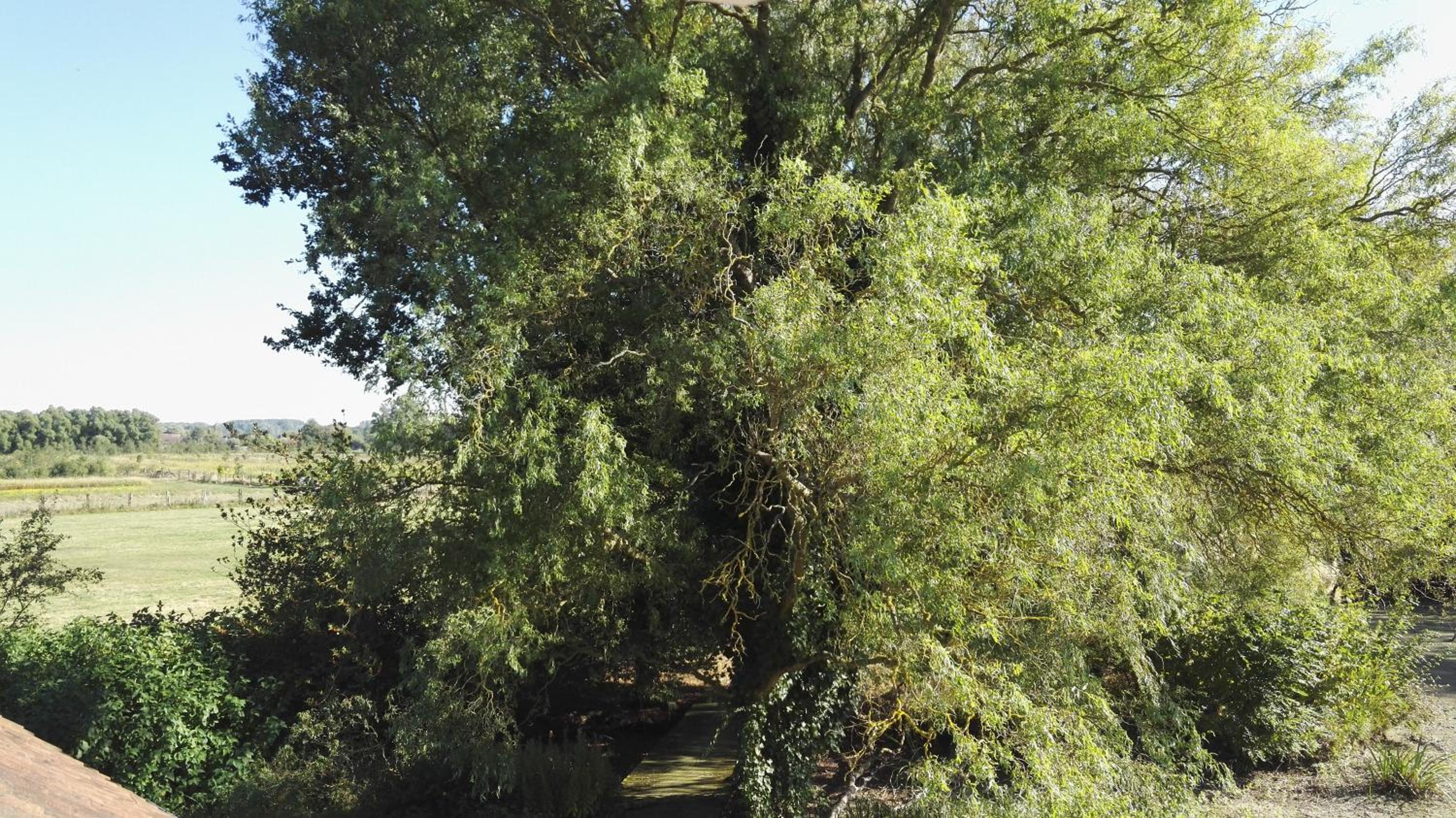 Photo 13