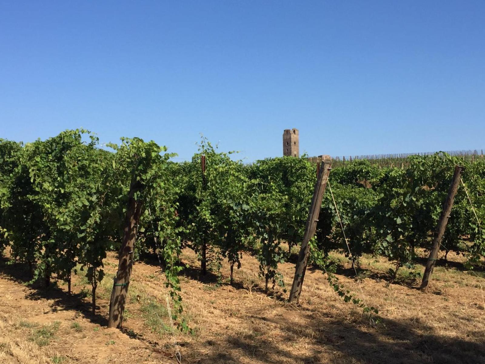 Il Casale degli Ulivi - Agriturismo - TENIMENTI LEONE
