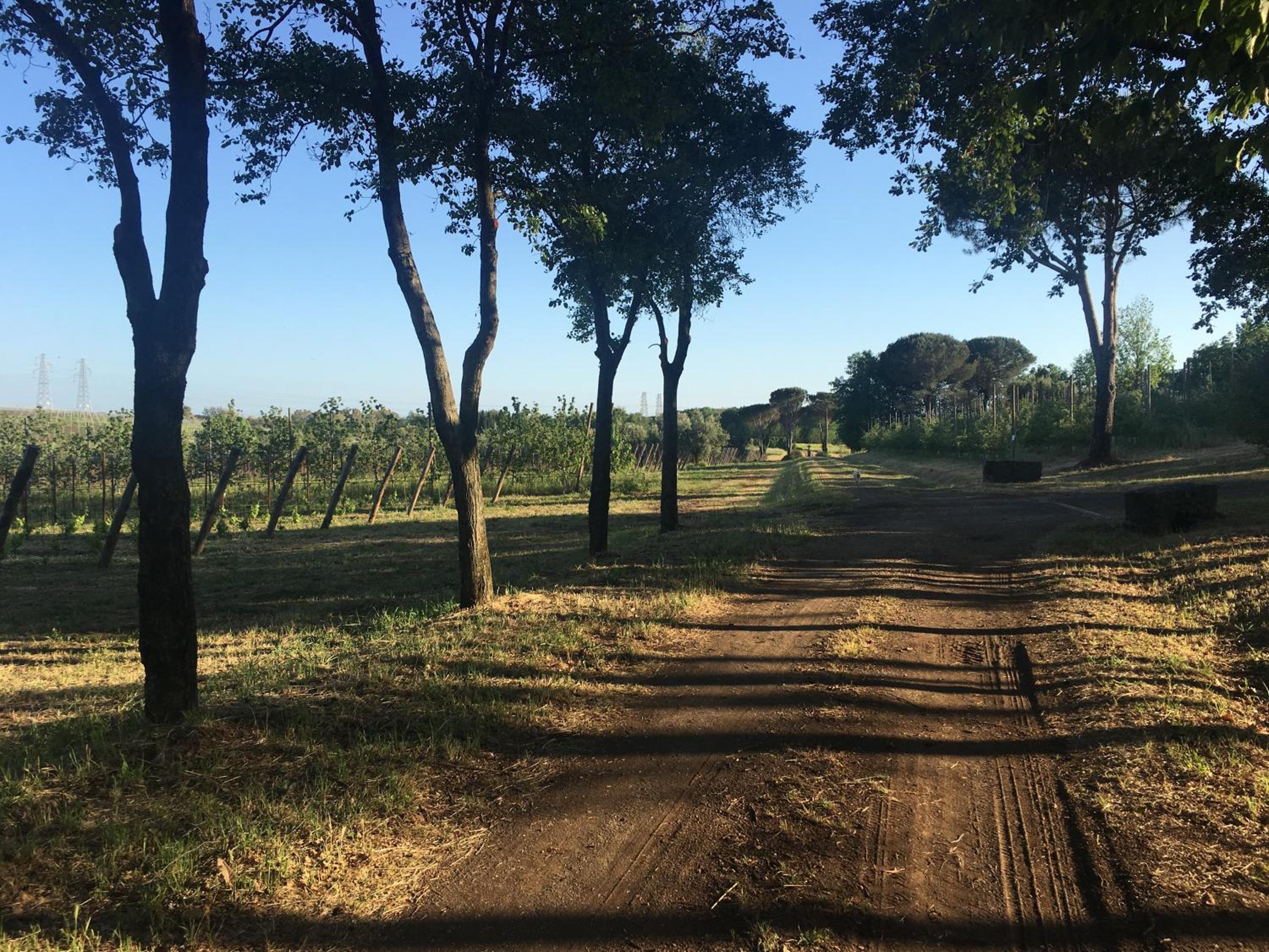 Il Casale degli Ulivi - Agriturismo - TENIMENTI LEONE