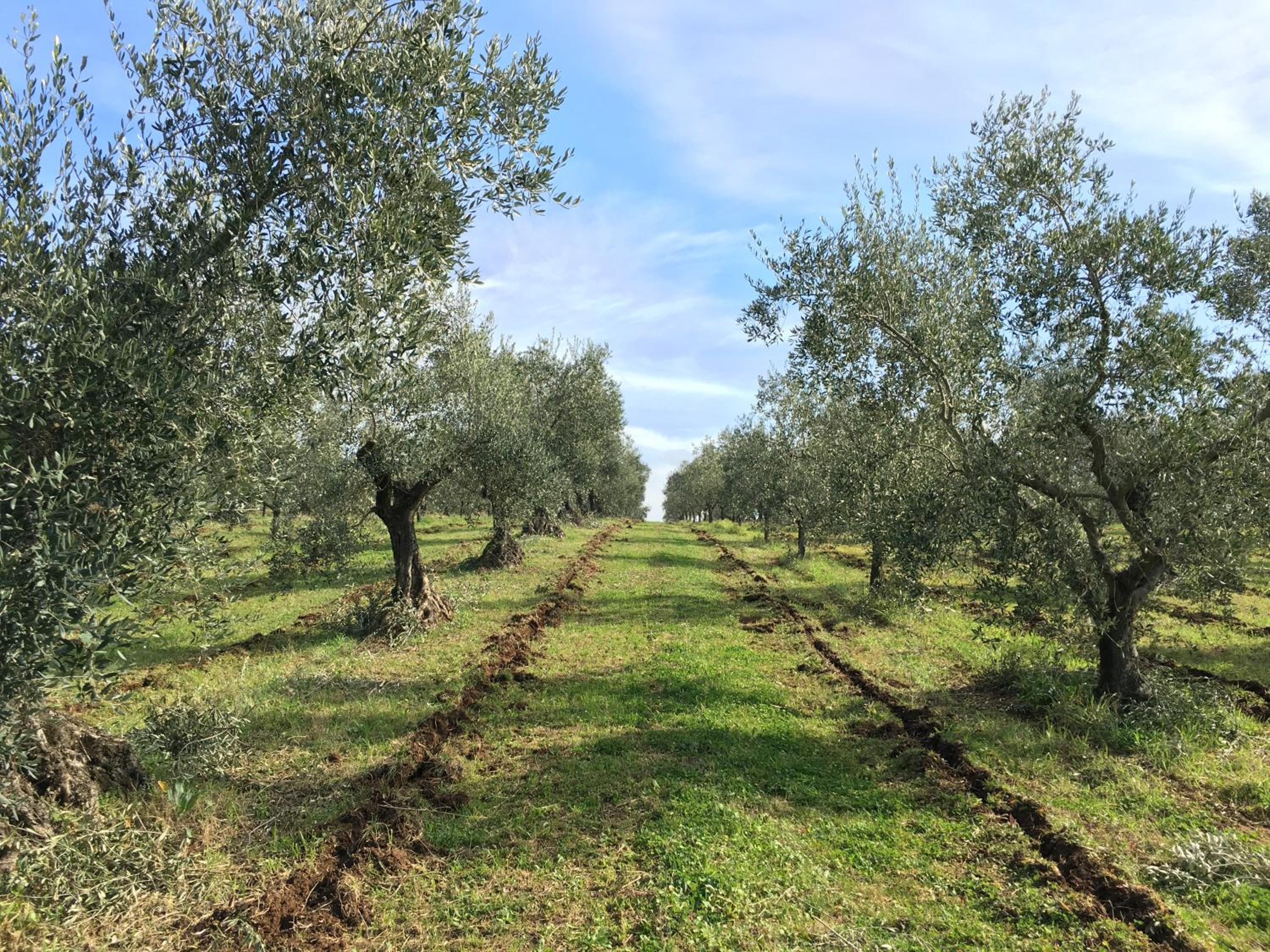 Il Casale degli Ulivi - Agriturismo - TENIMENTI LEONE
