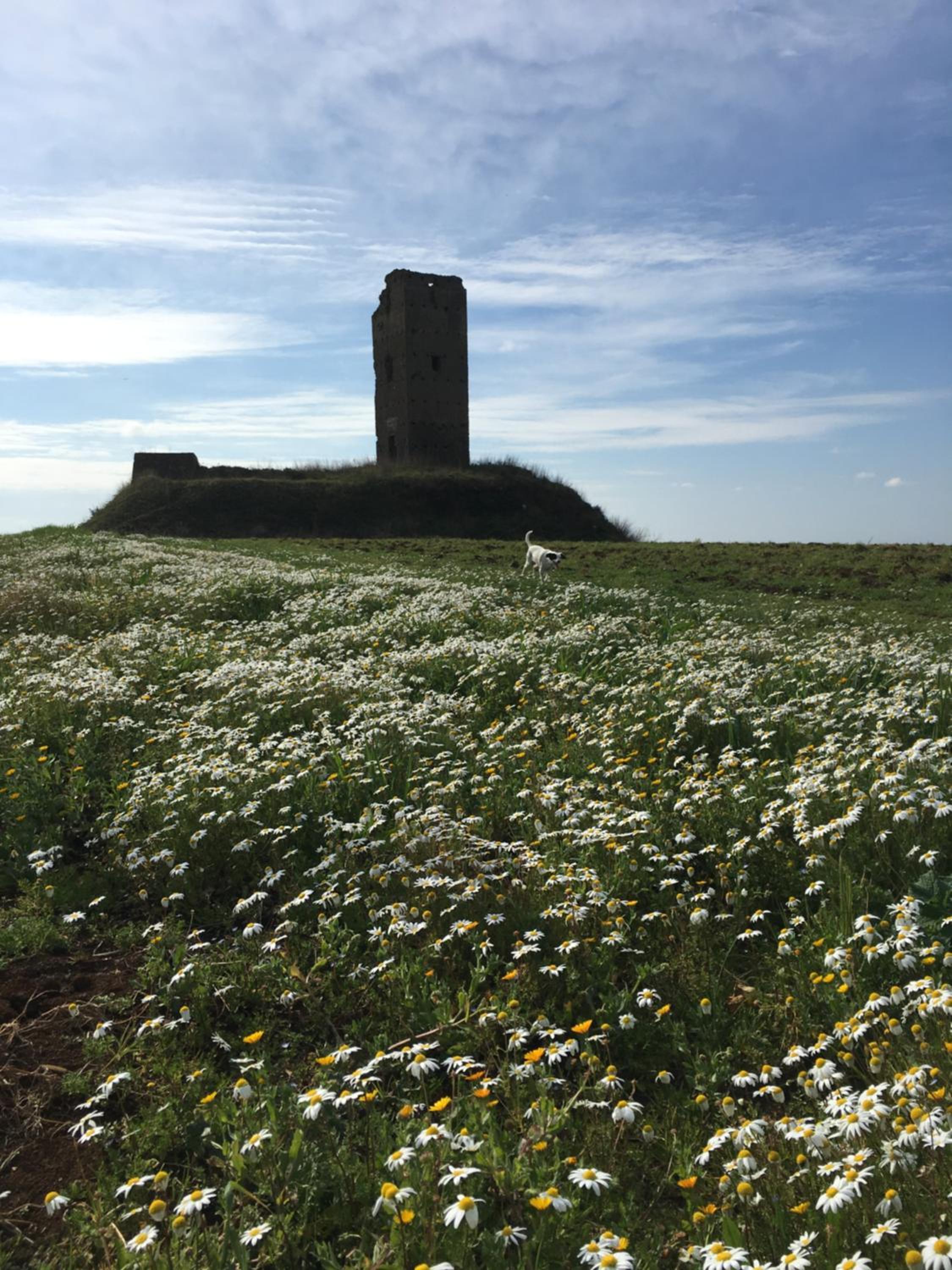 Il Casale degli Ulivi - Agriturismo - TENIMENTI LEONE