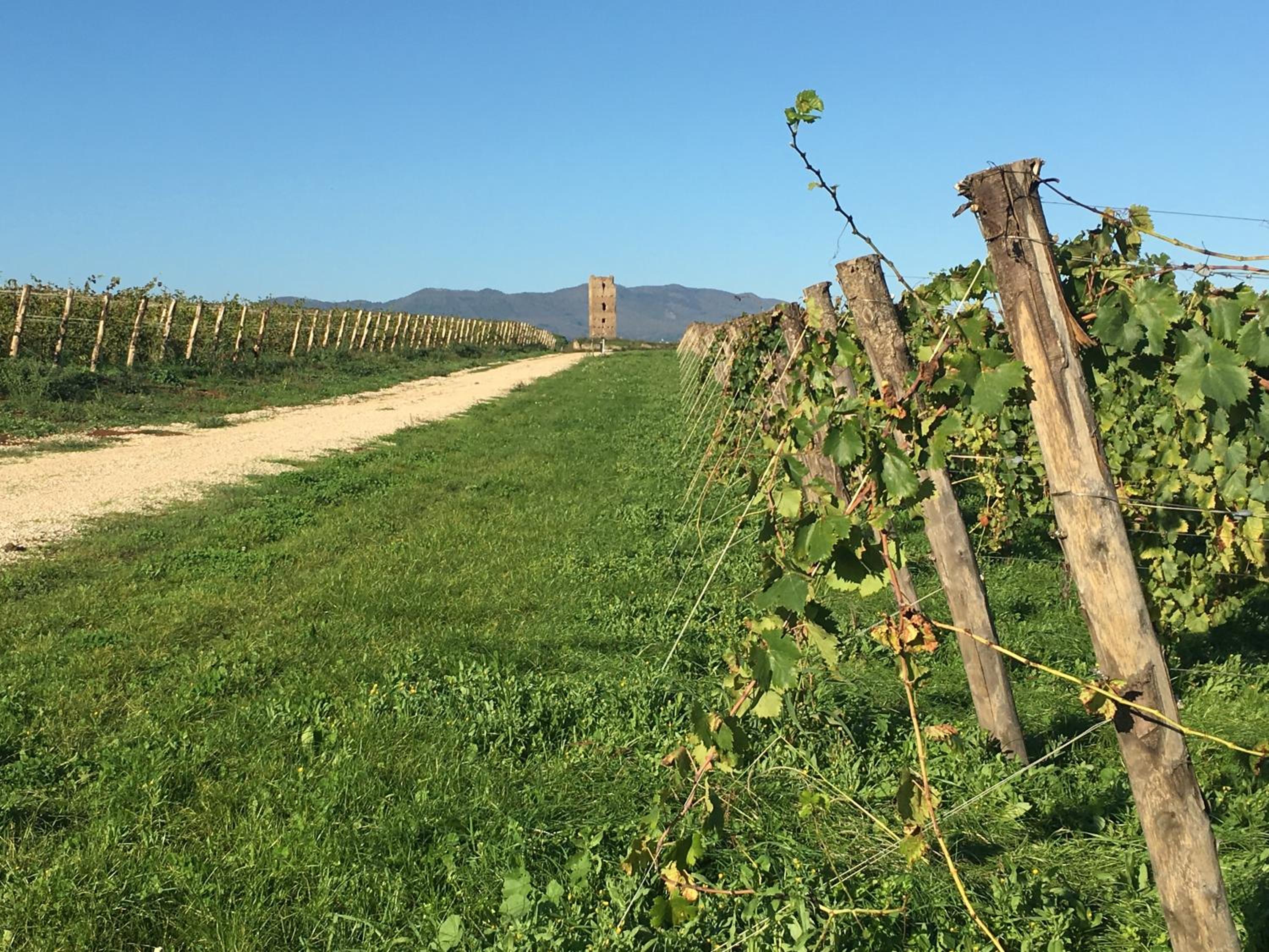 Il Casale degli Ulivi - Agriturismo - TENIMENTI LEONE