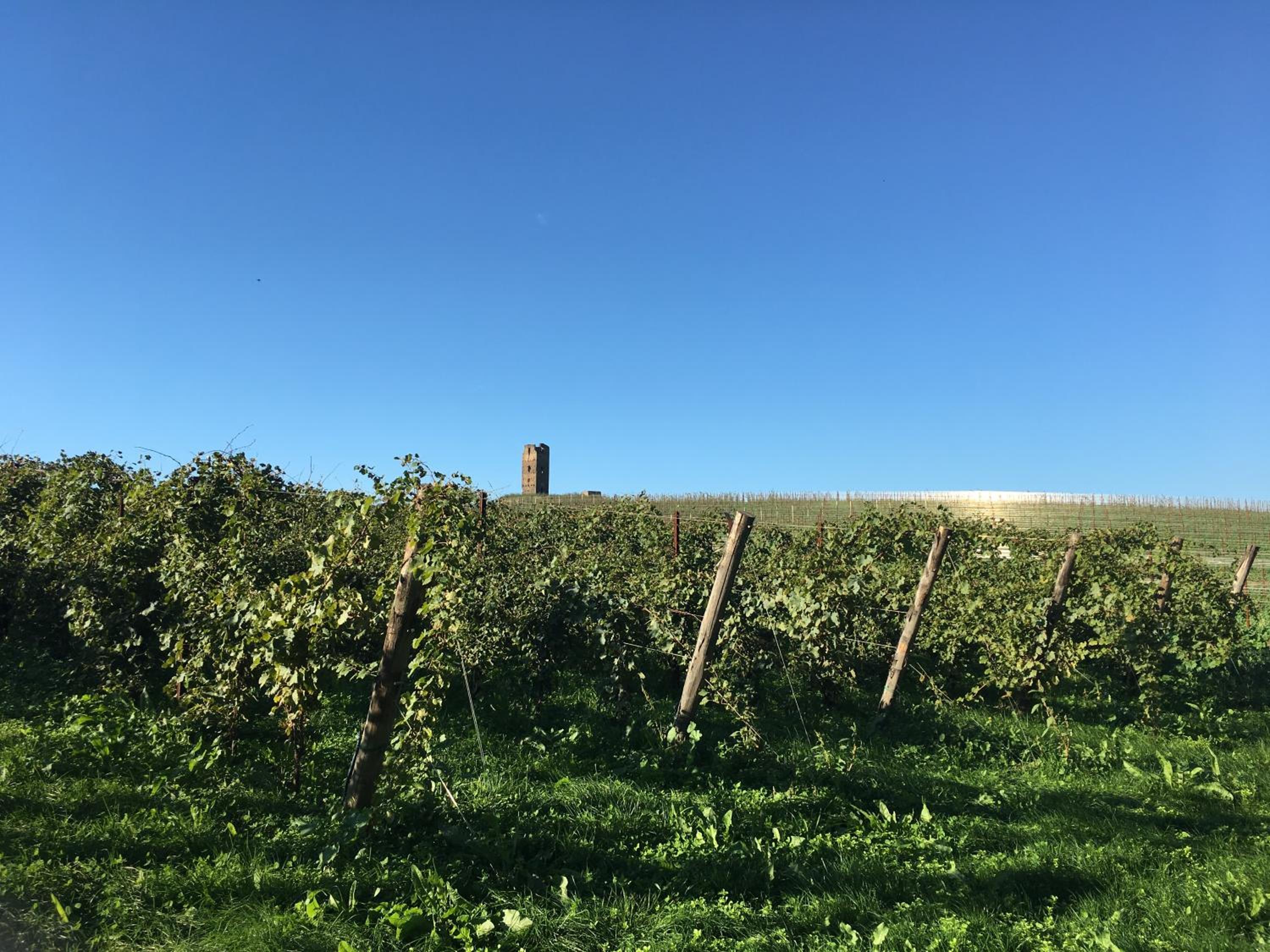 Il Casale degli Ulivi - Agriturismo - TENIMENTI LEONE