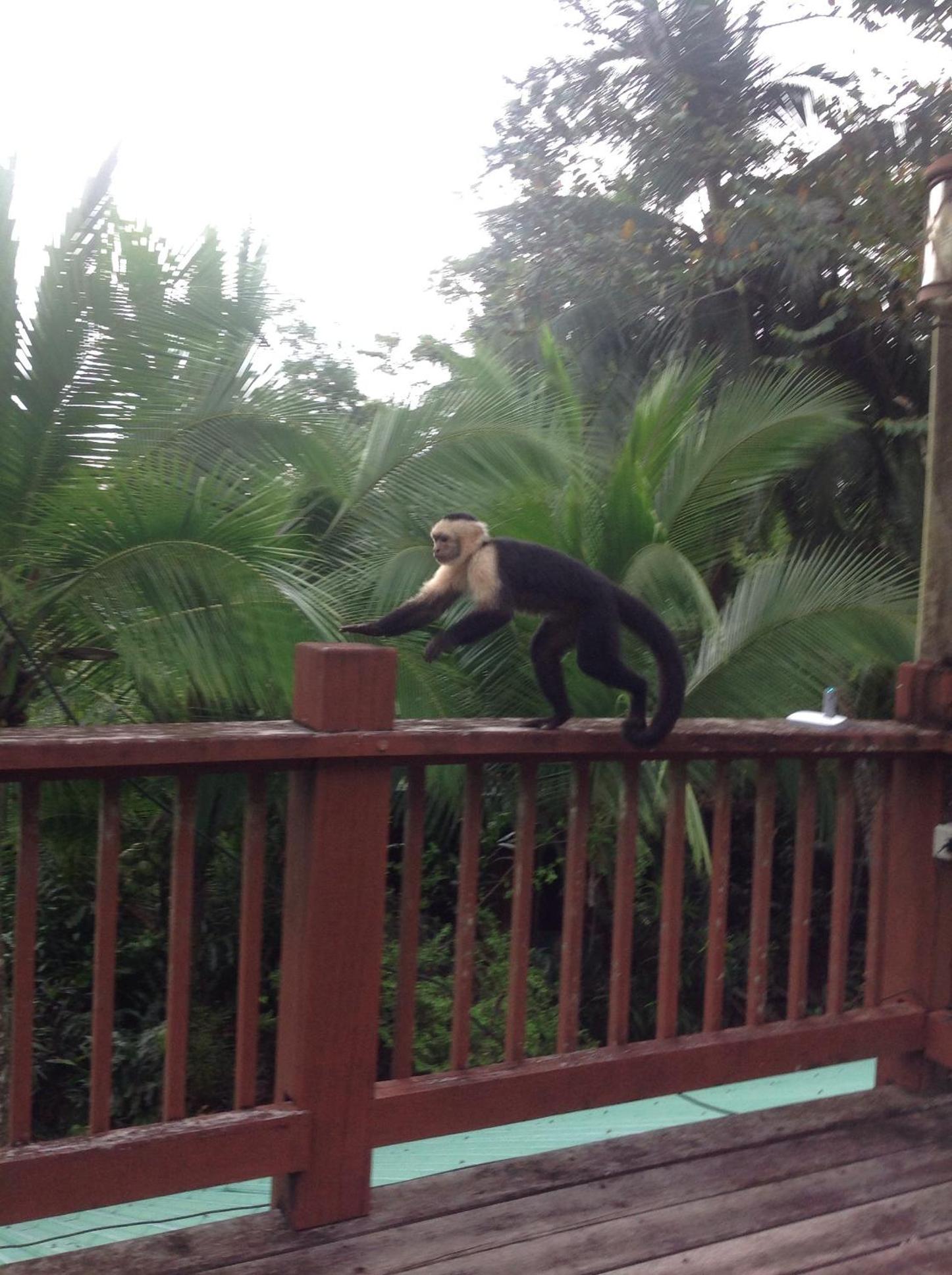 Casa Manglar Villa