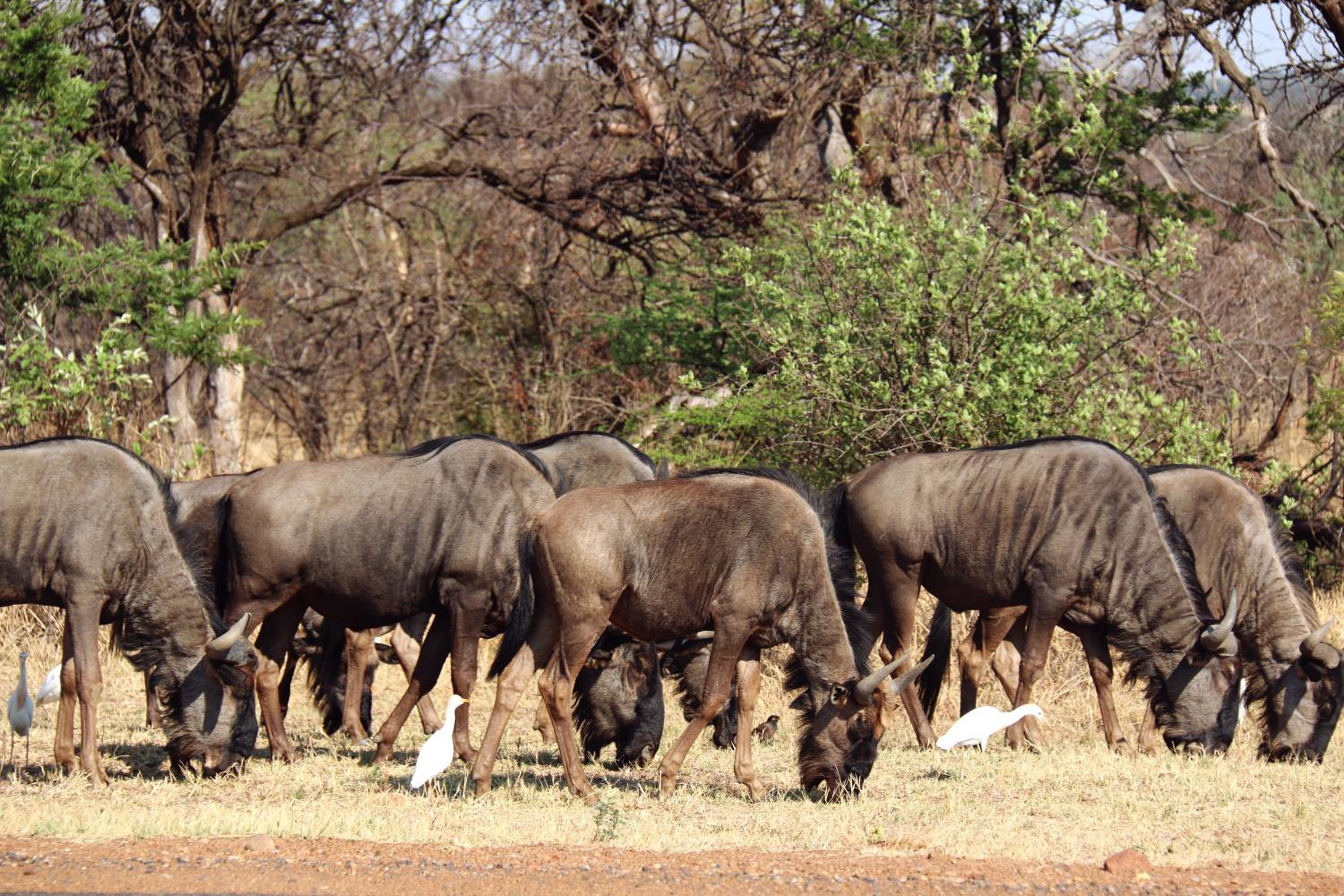 OuKlip Game Lodge