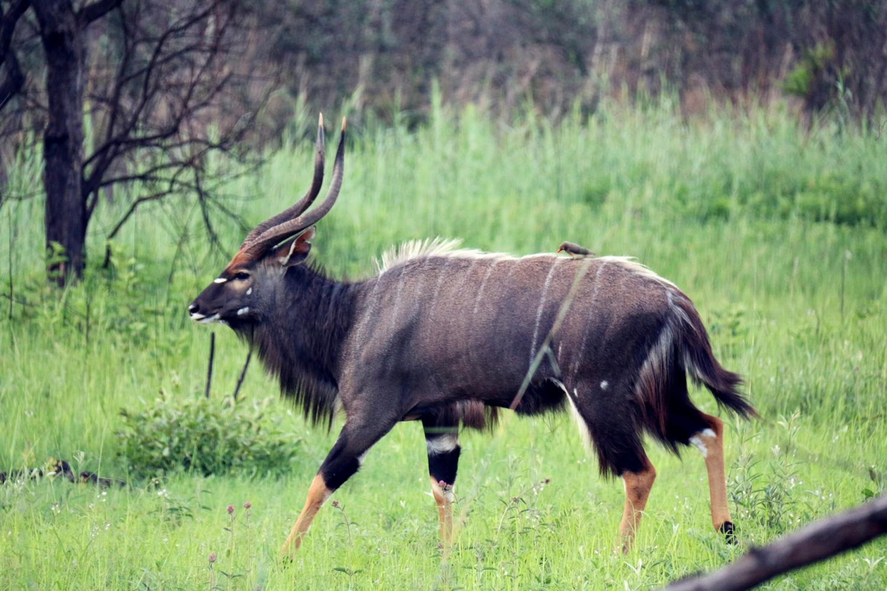 OuKlip Game Lodge