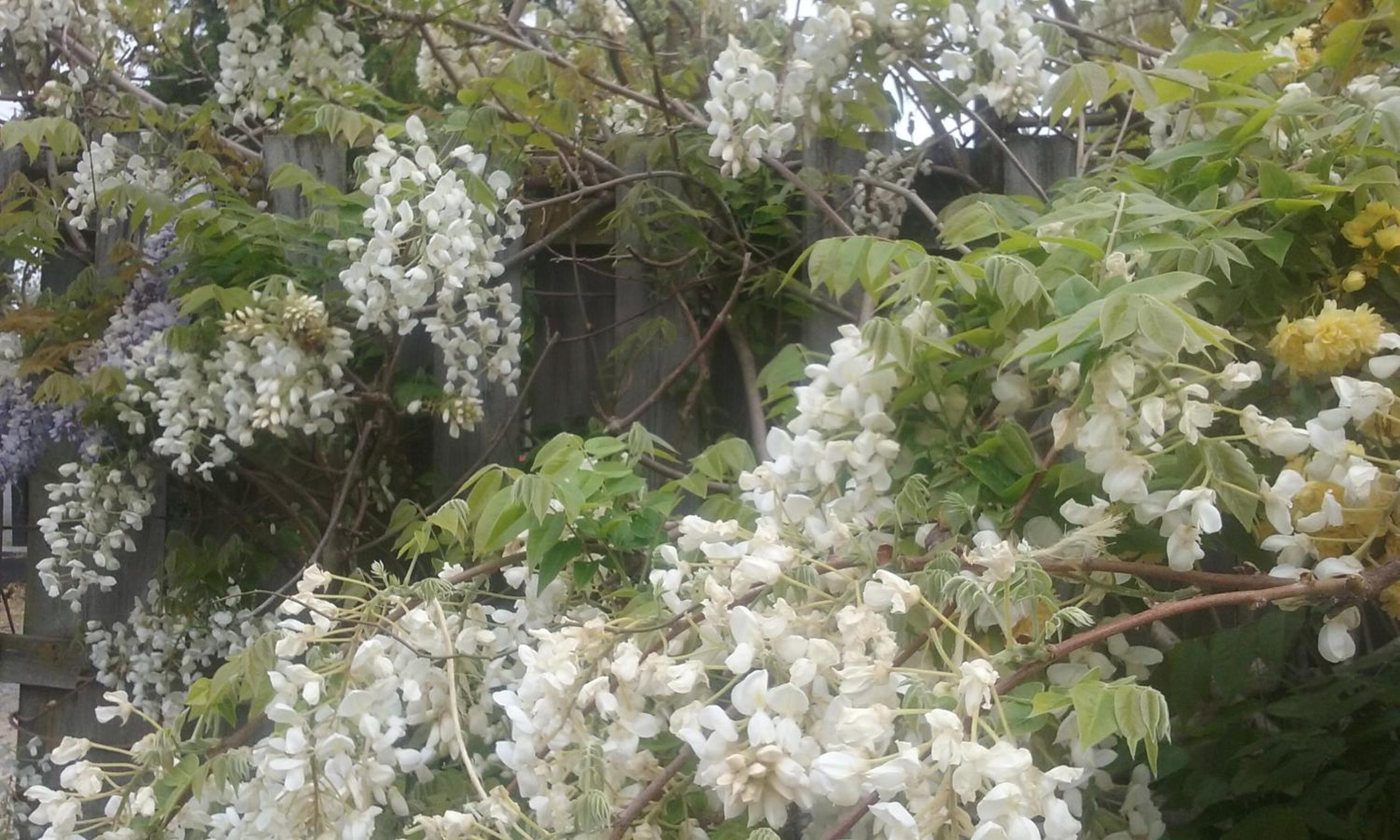 Magnolia Cottage