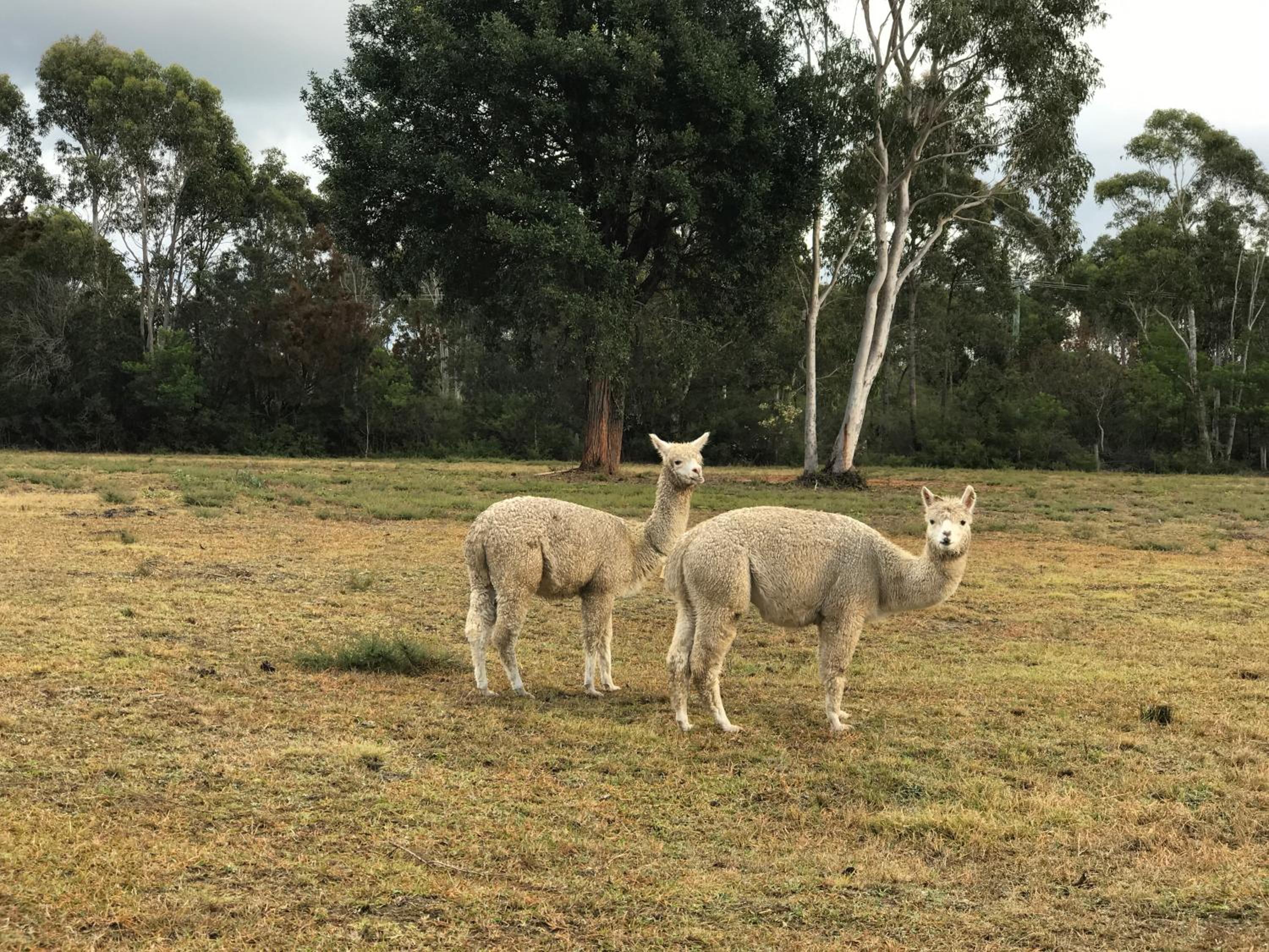 The Woods Farm Jervis Bay