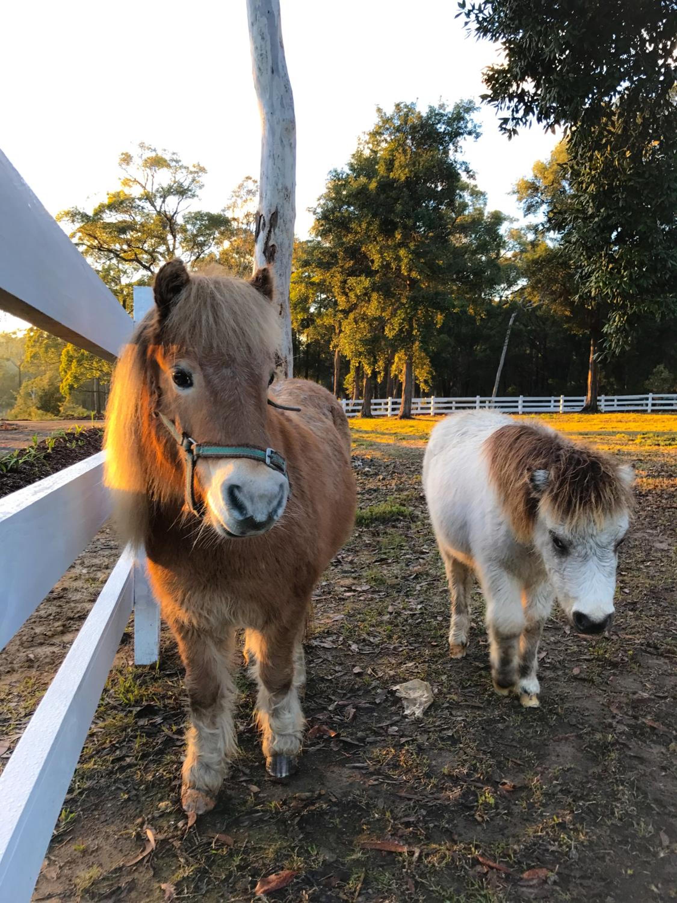 The Woods Farm Jervis Bay