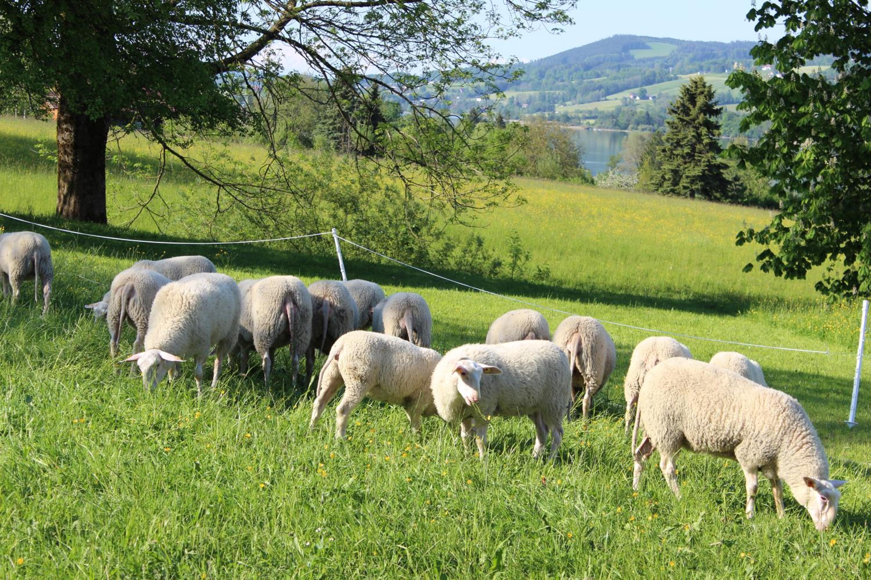 Bauernhof Schink